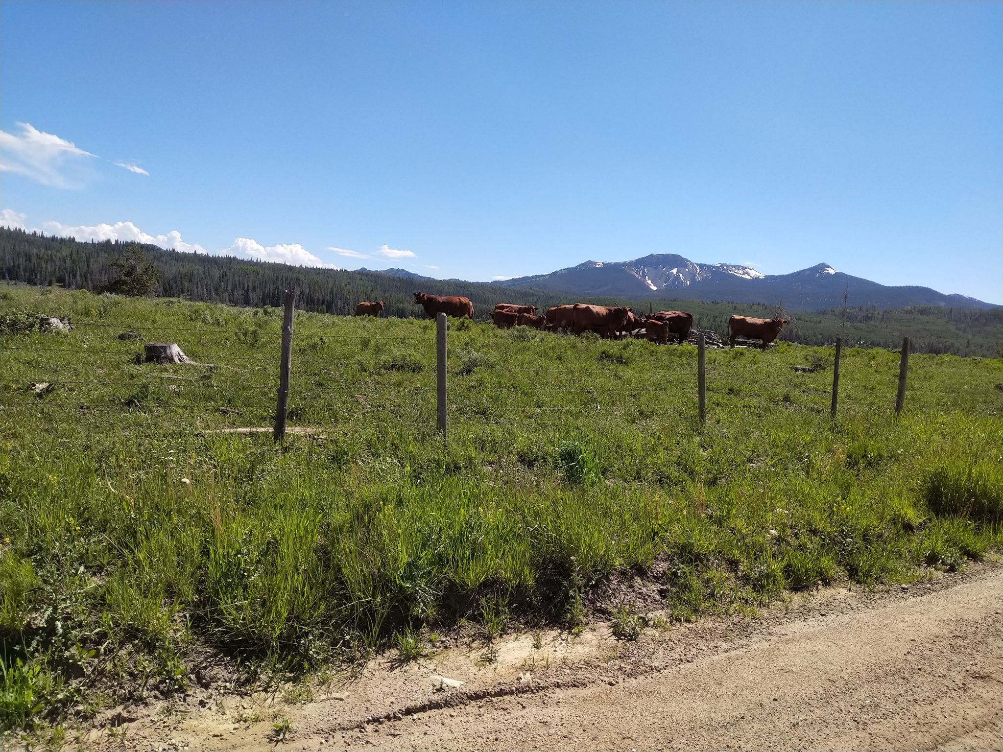 Cows graze in a sunny green field with distant snowy mountains. - Steamboat Lake loop