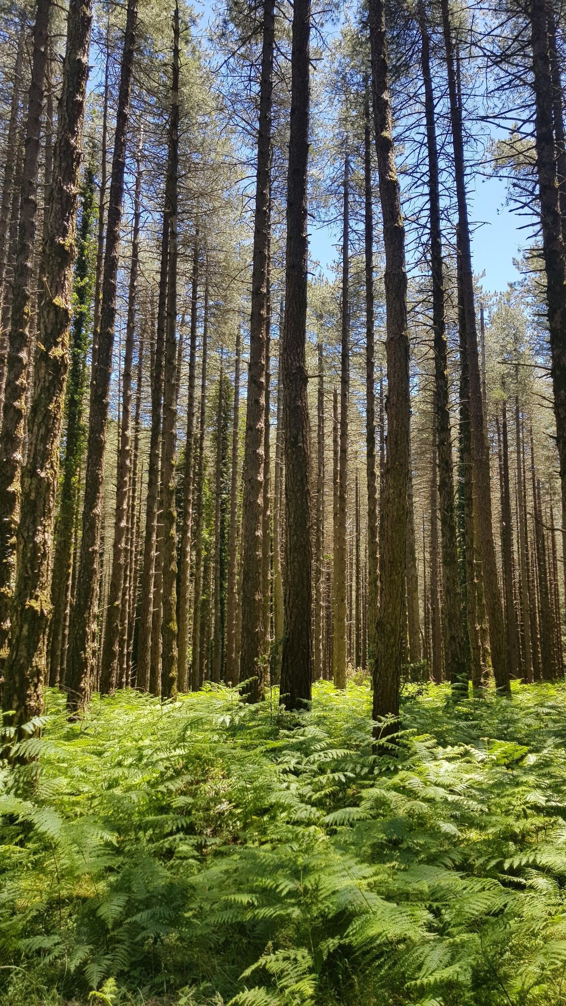 Kiefernwald