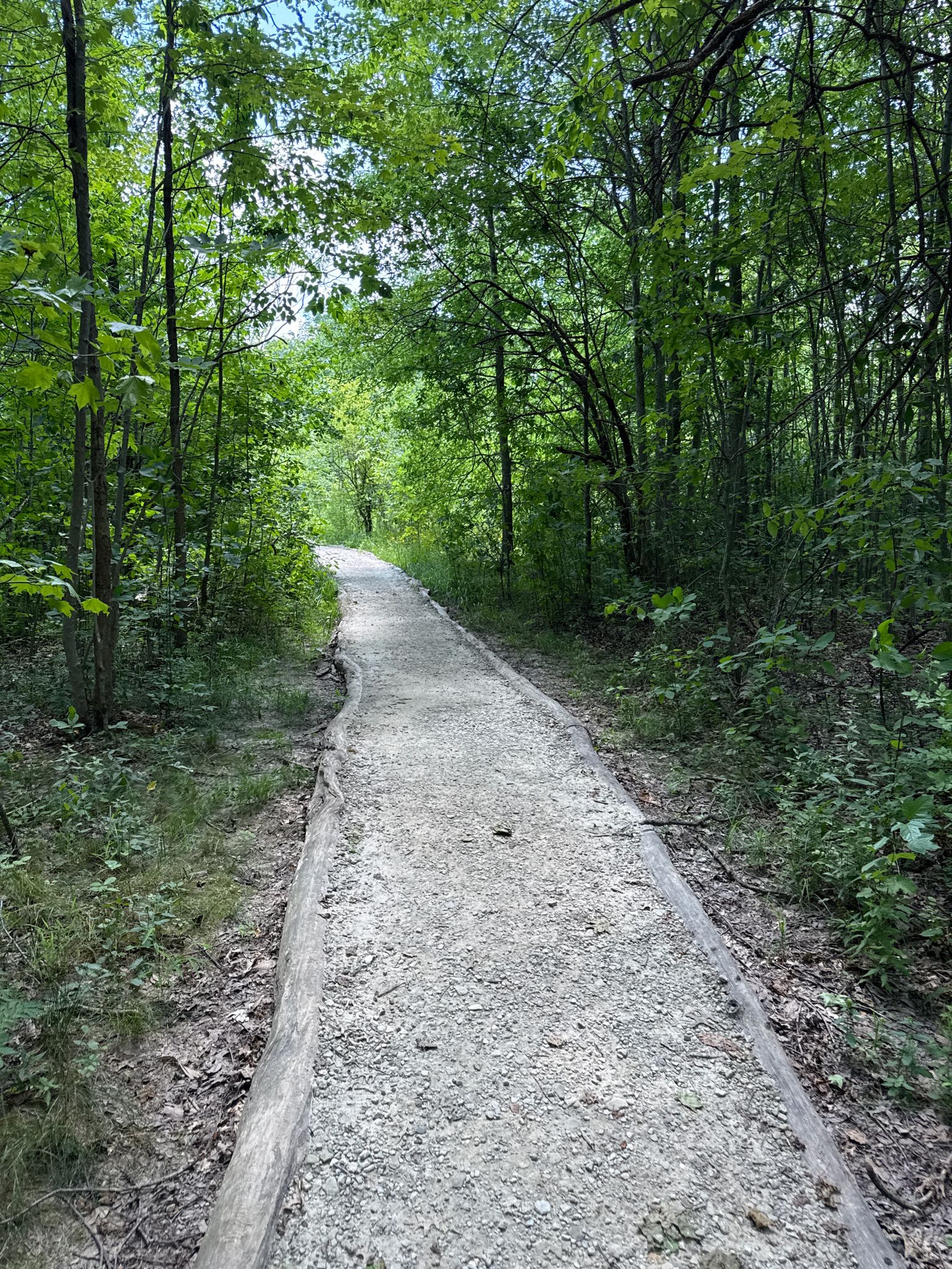 Narrow paved path winding through a dense, green sunlit forest. - North Chagrin Reservation Loop
