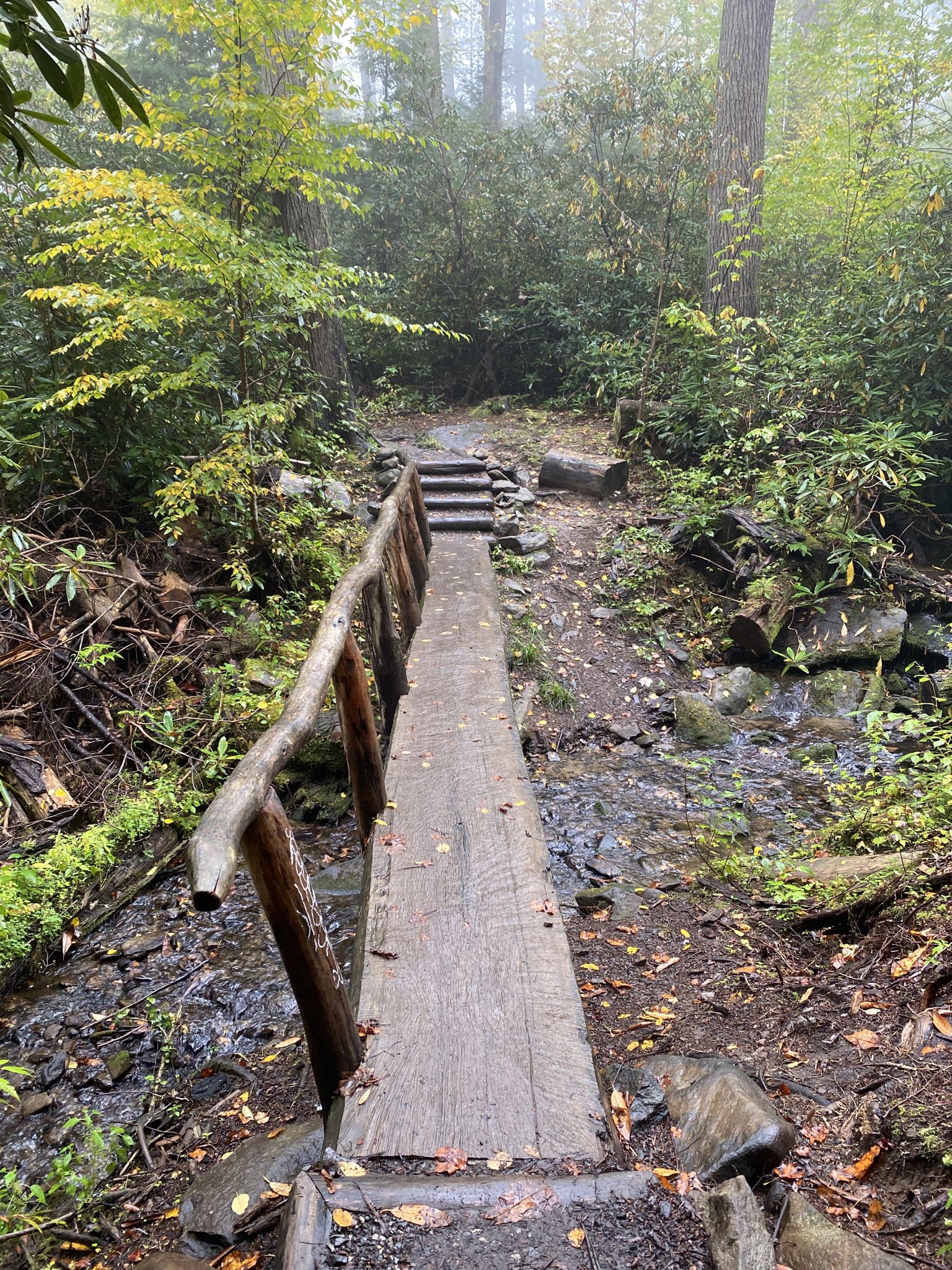 A wooden footbridge crosses a stream in a foggy, dense forest. - Gabes Mountain Trail to Hen Wallow Falls