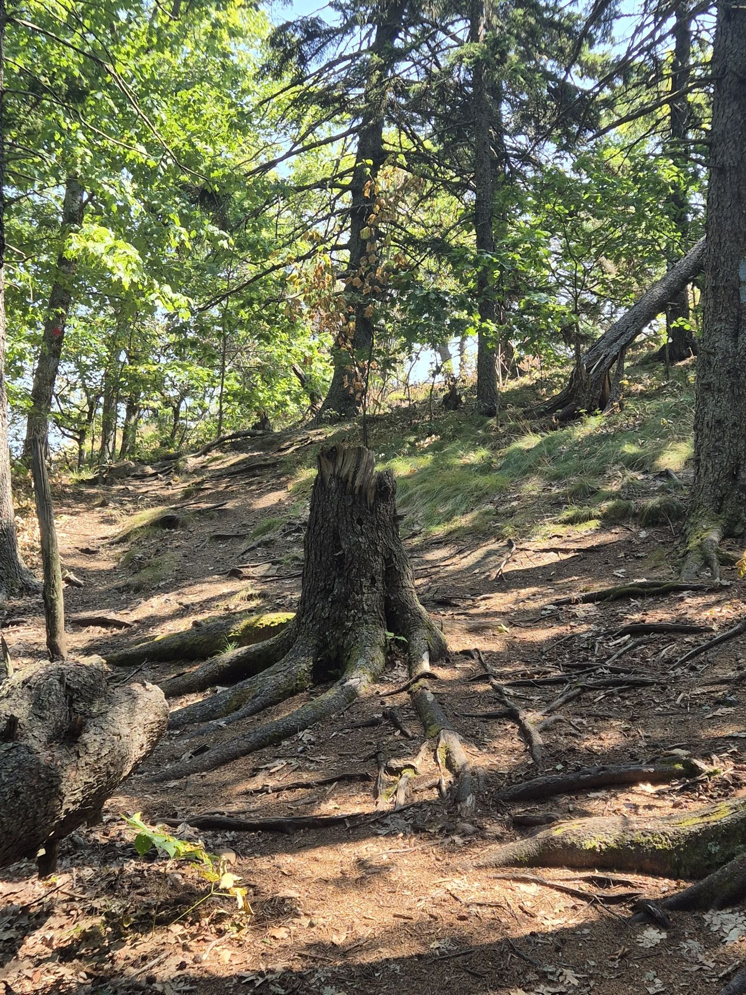A large tree stump with exposed roots on a sunny forest path. - Bald Rock Mountain Loop