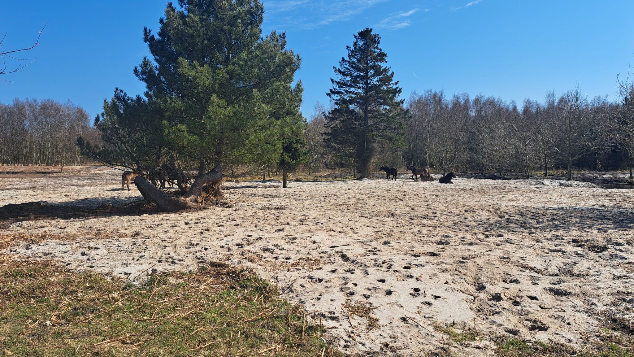 Pferde lieben Sand