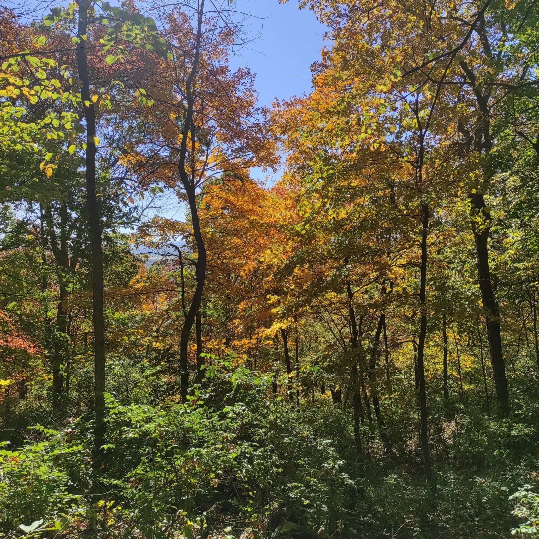 Hickory South Trail