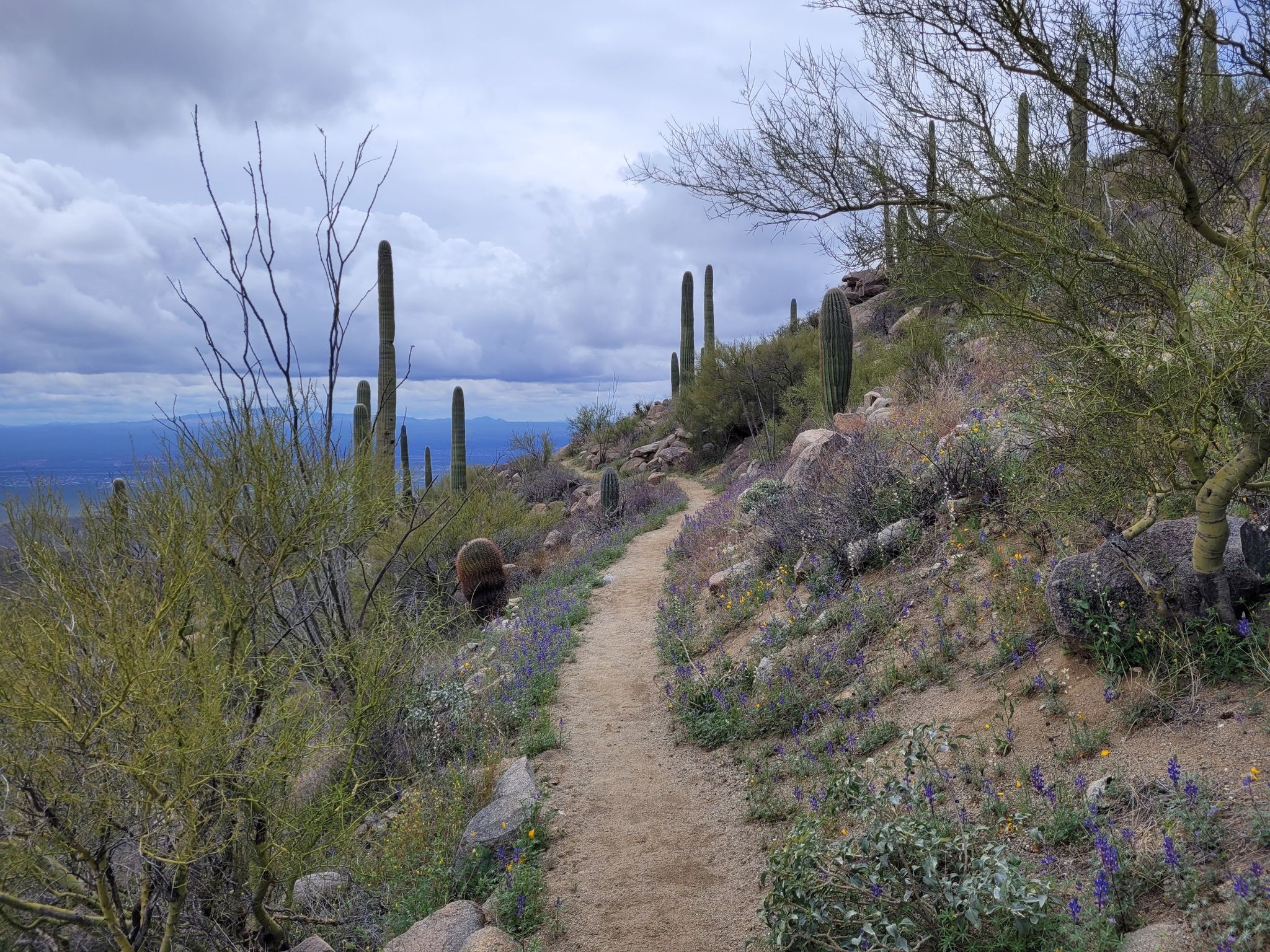 A winding dirt trail ascends a desert hillside under a cloudy sky. - Wasson Peak via Sendero Esperanza and Hugh Norris Trail