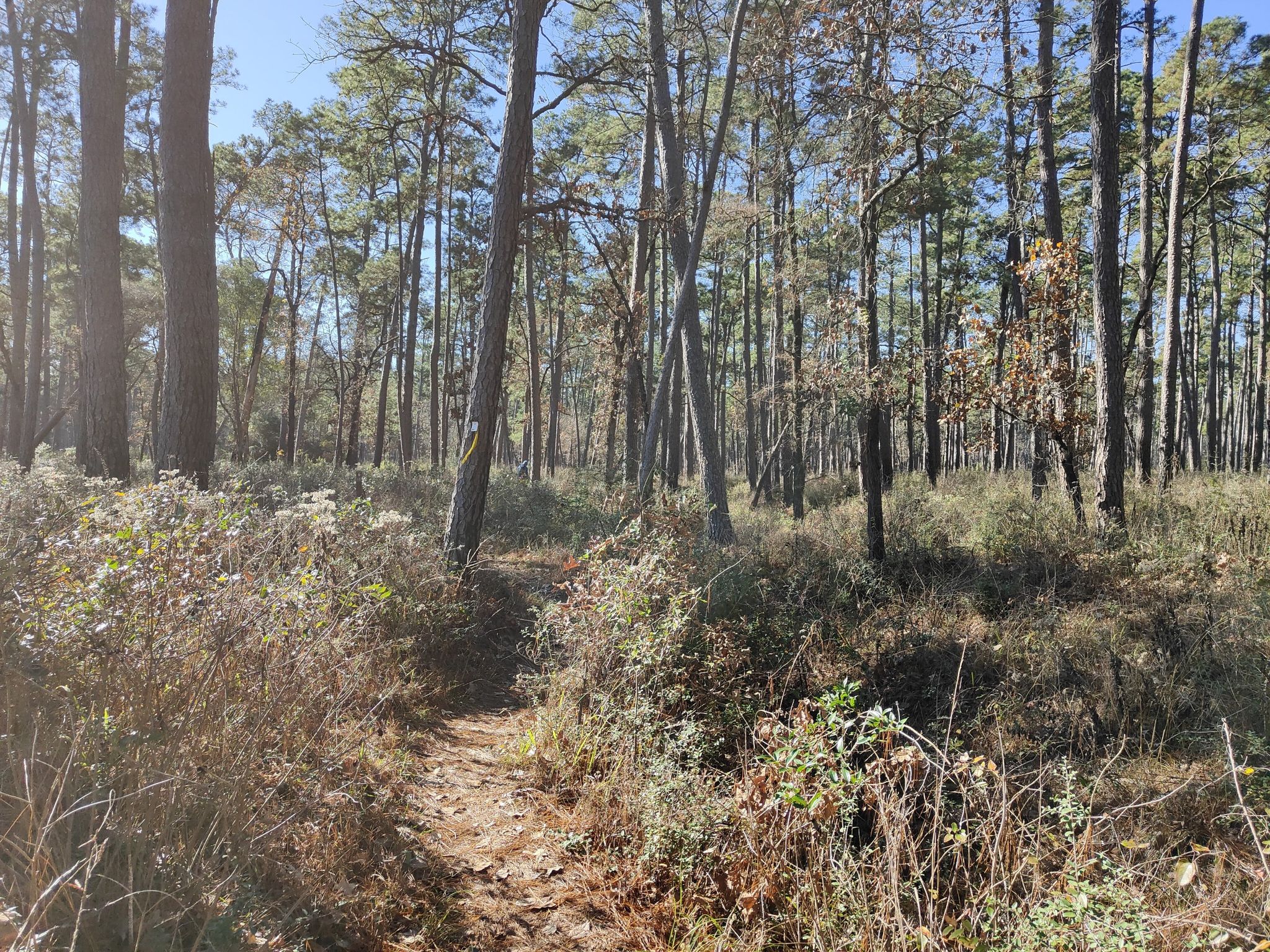 A sunny dirt path leads into a sparse pine forest with dry brush. - Little Lake Creek Loop Trail