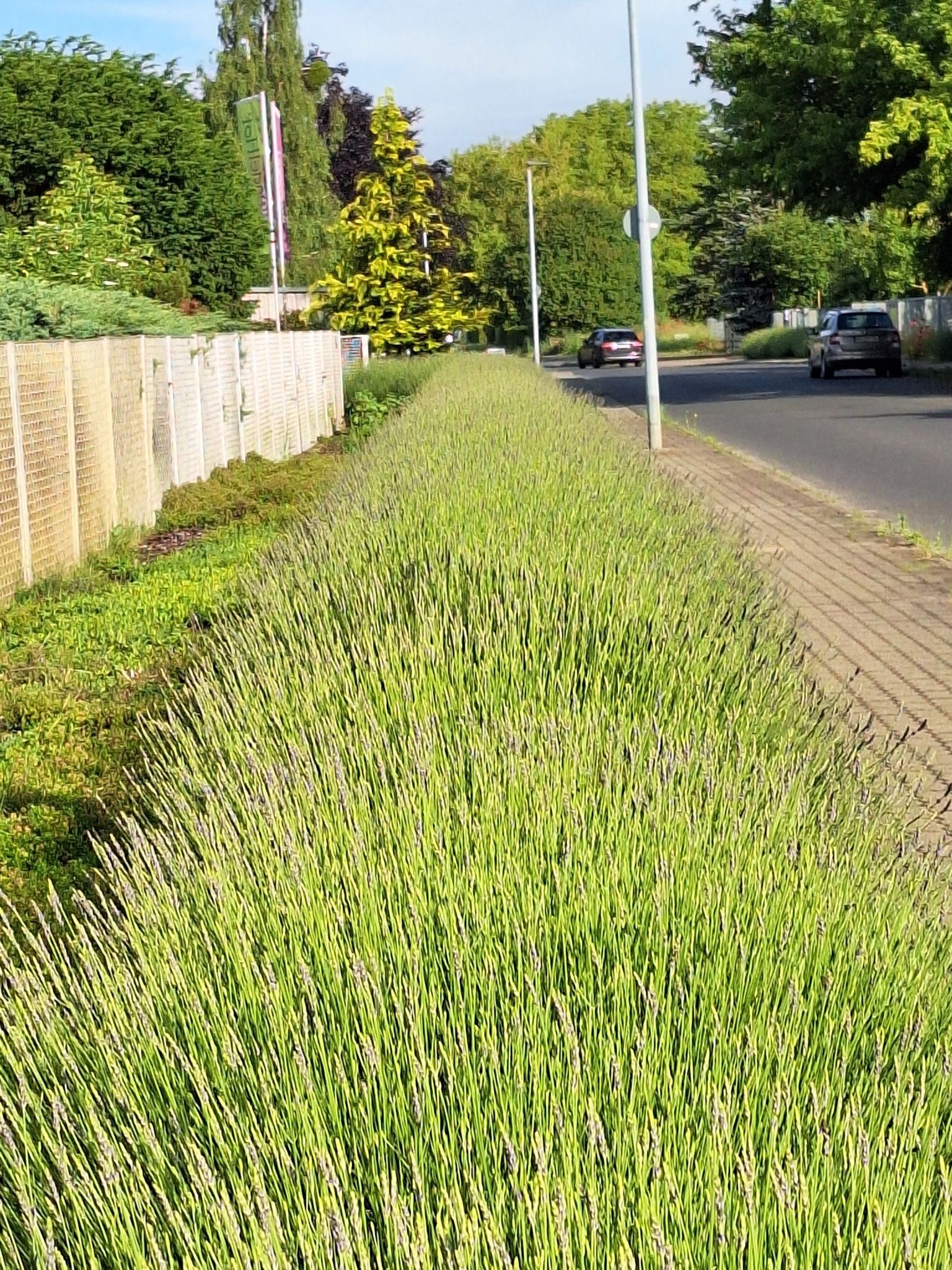 zu früh für den Lavendel