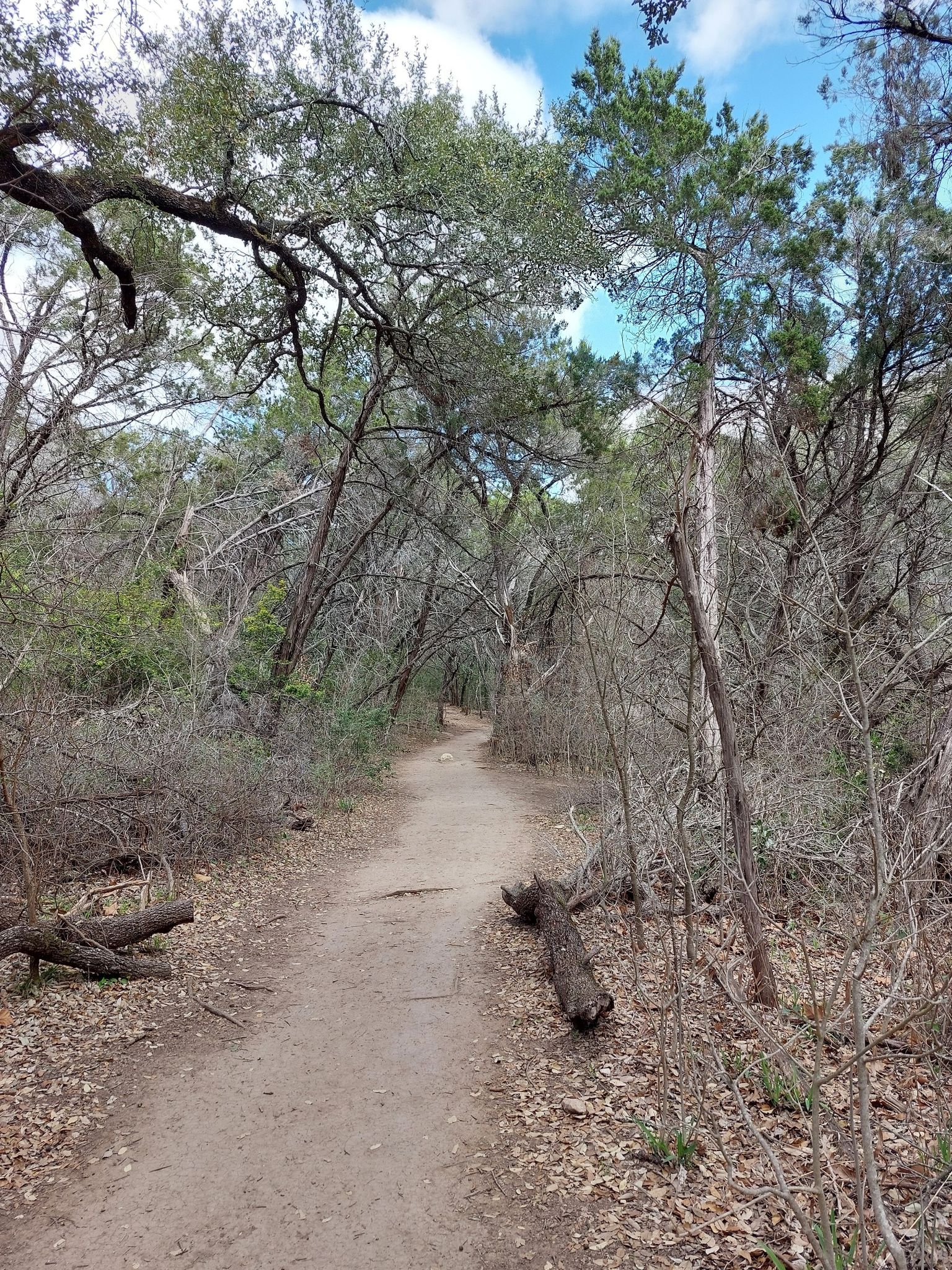 A clear dirt path through a dense forest with fallen logs. - Turkey Creek Trail