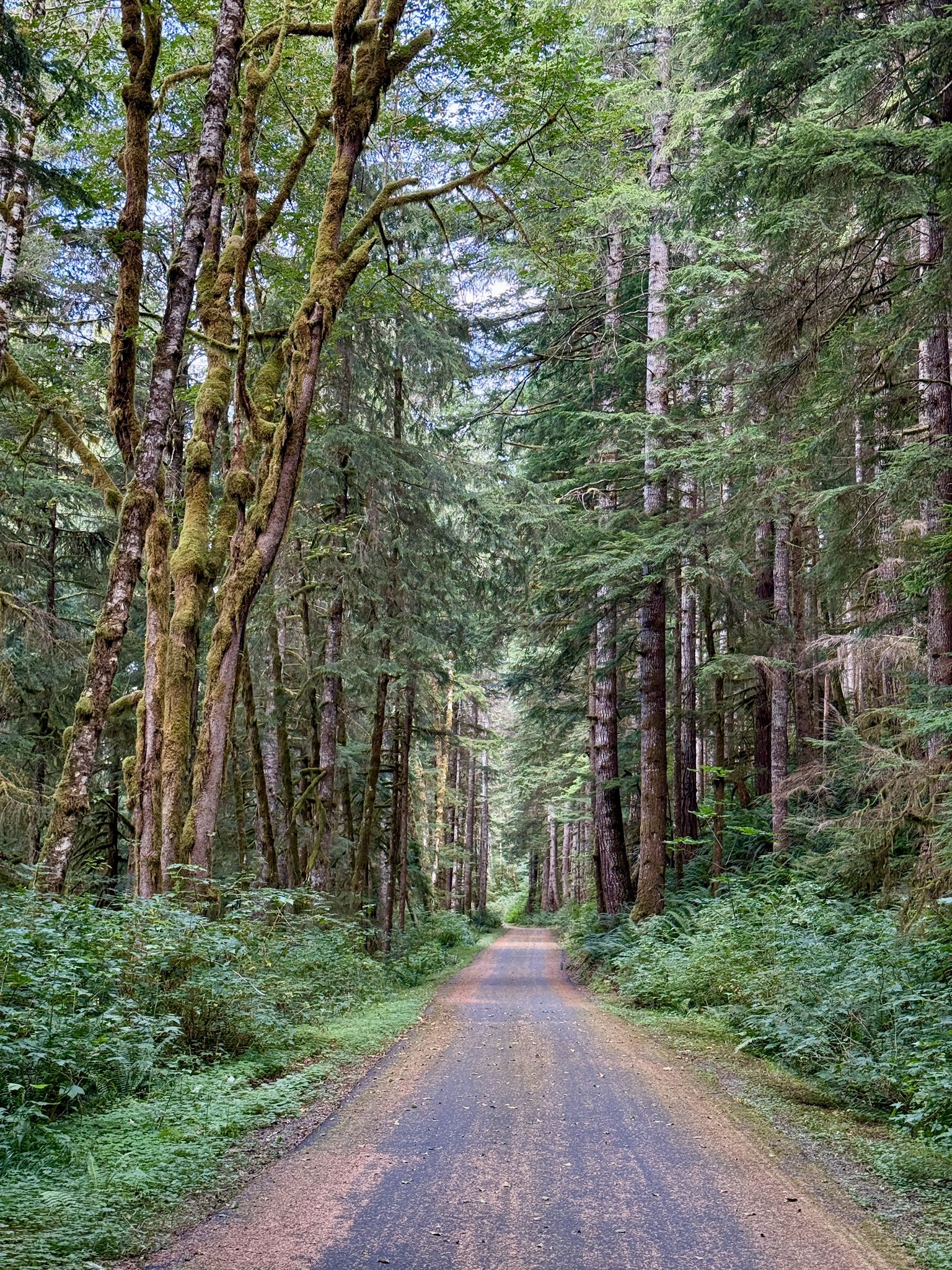 A dirt road extends through a tall, dense forest with mossy trees. - Calawah River Bridge – Sol Duc River loop from Kloshe Nanitch Trailhead