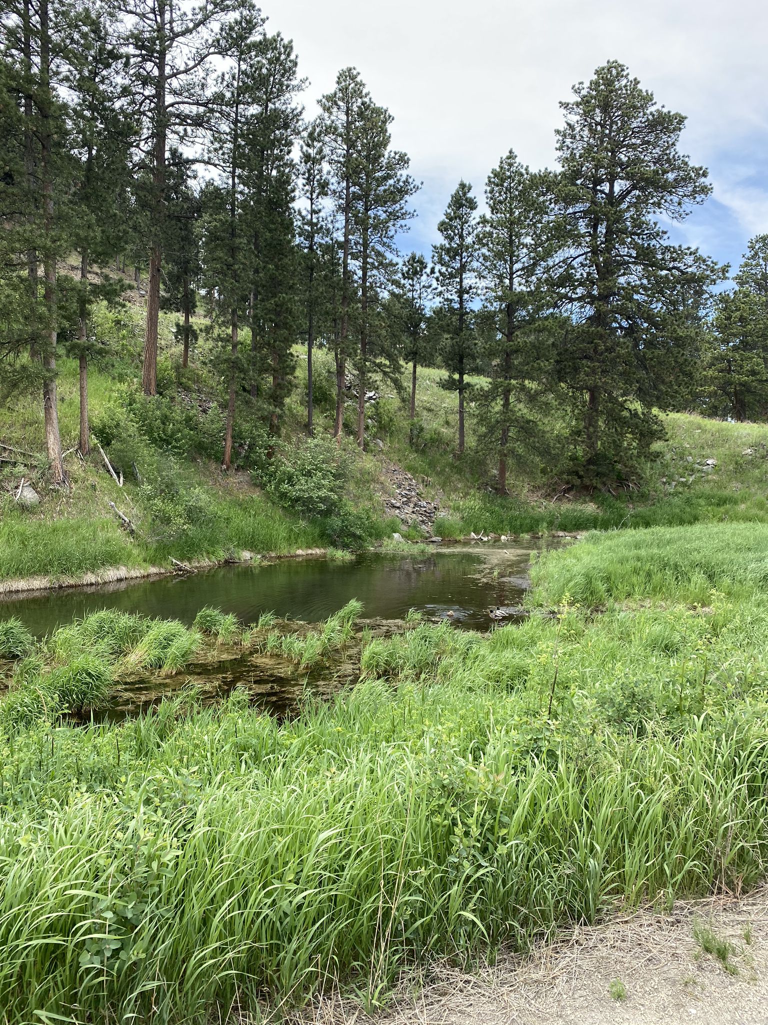 A calm stream flows through tall green grass and pine trees on a hillside. - Hill City – Major Lake Park loop from Hill City