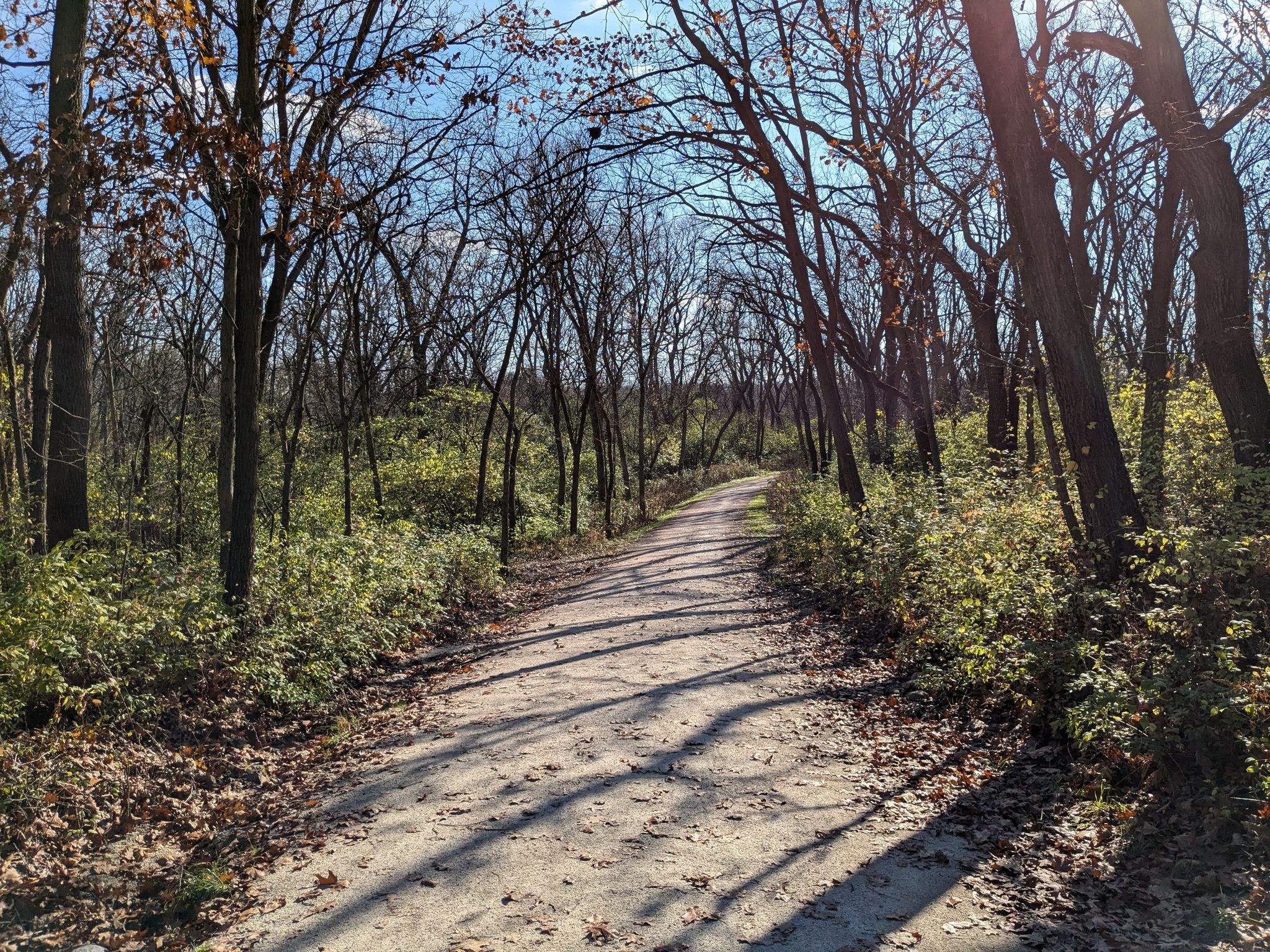 Sunny dirt path winding through a forest of bare trees with long shadows. - Waterfall Glen Main Trail – Waterfall Glen Main Trail loop from Waterfall Glen Forest Preserve