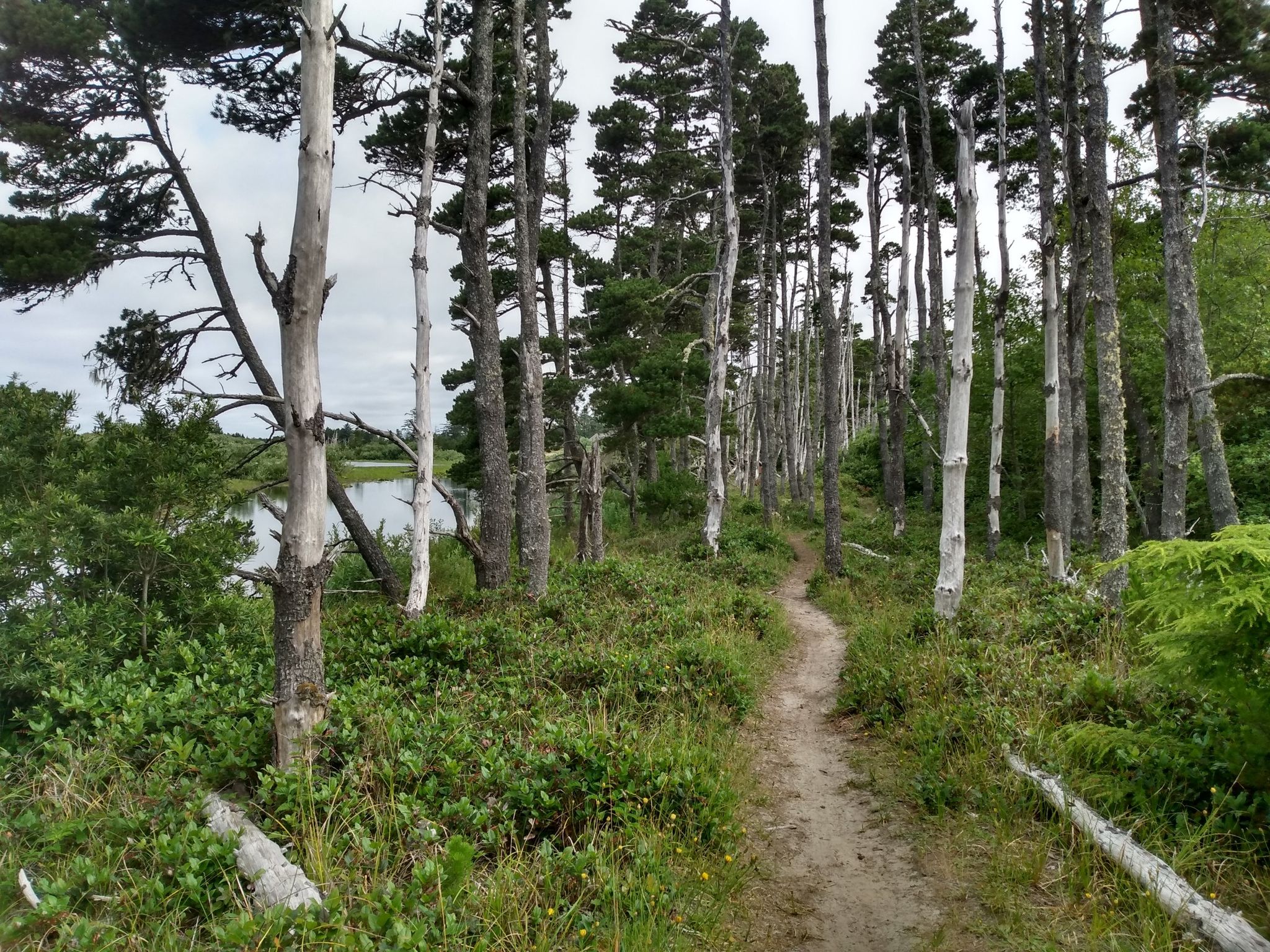 Narrow dirt path through tall trees beside water under an overcast sky. - Fort to Sea Trail to Neacoxie Creek
