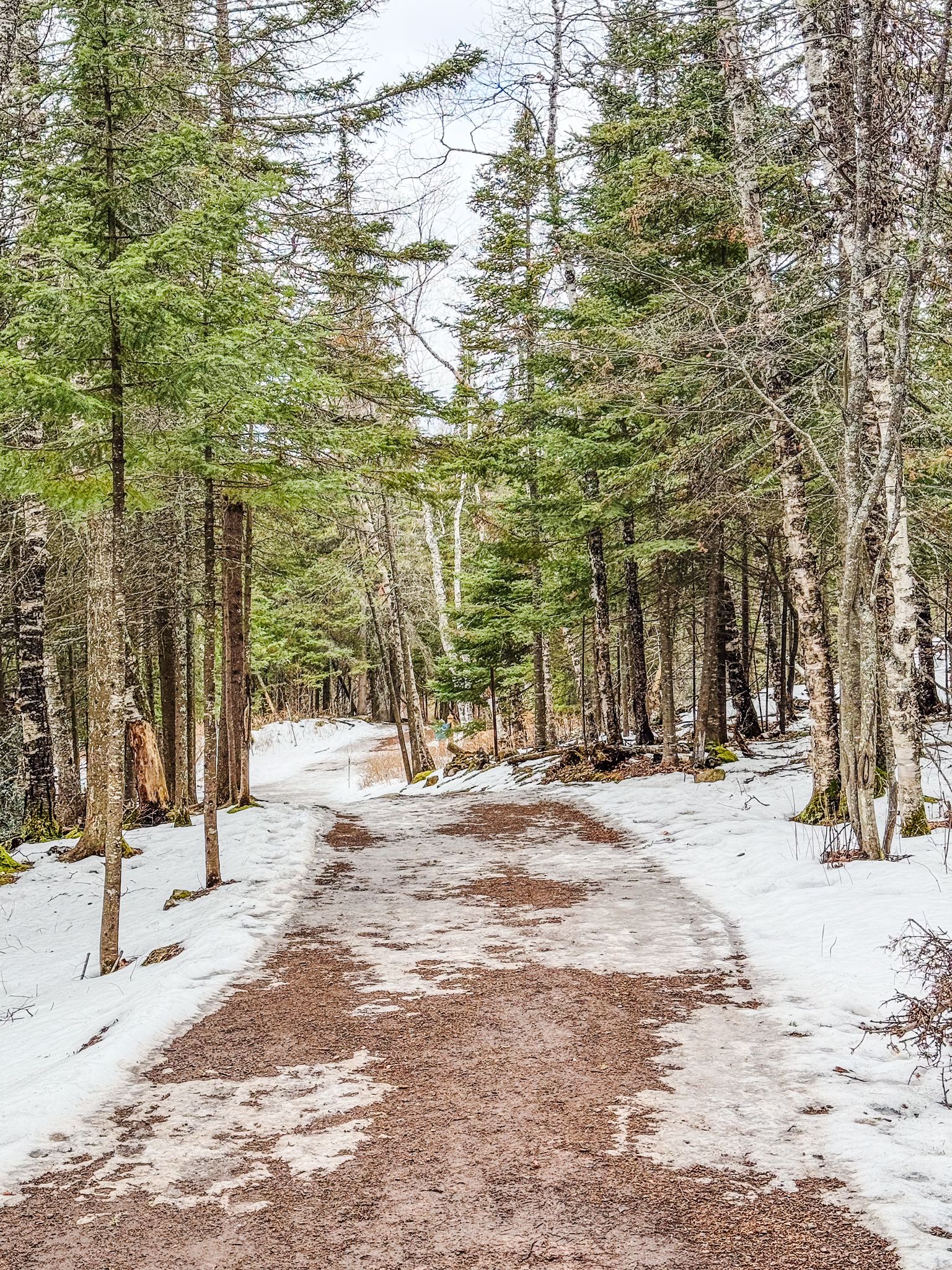 A muddy path through a forest with melting snow under an overcast sky. - View of Split Rock Lighthouse loop from Split Rock Lighthouse
