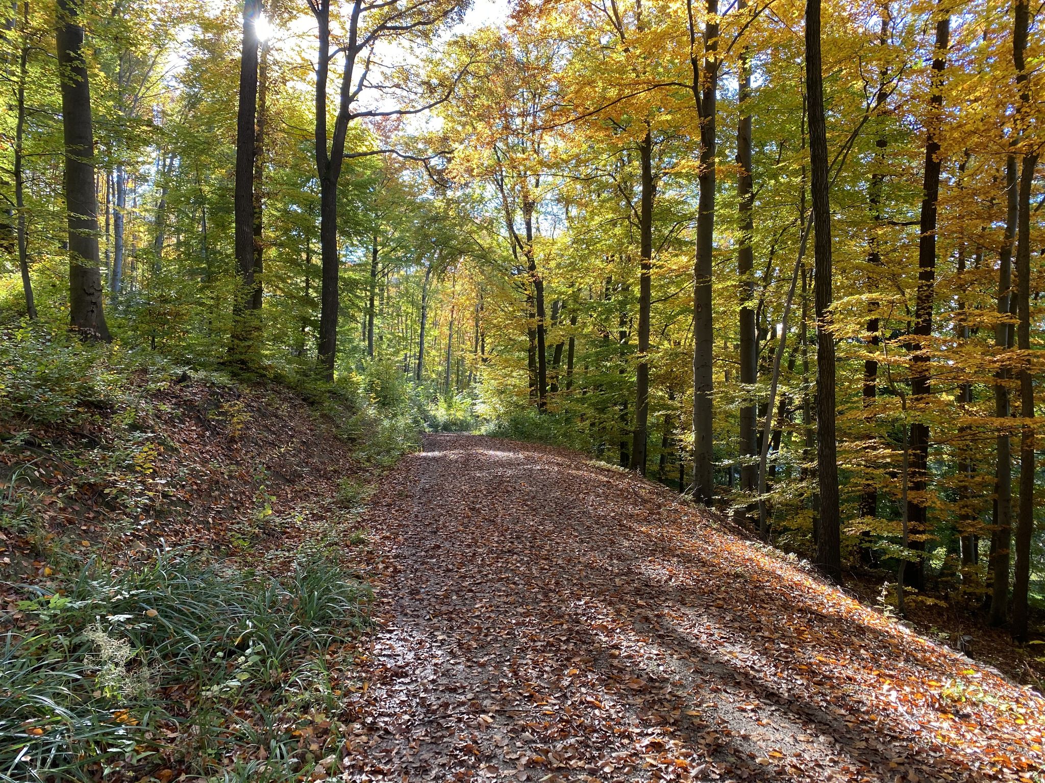 herbstlicher Waldweg