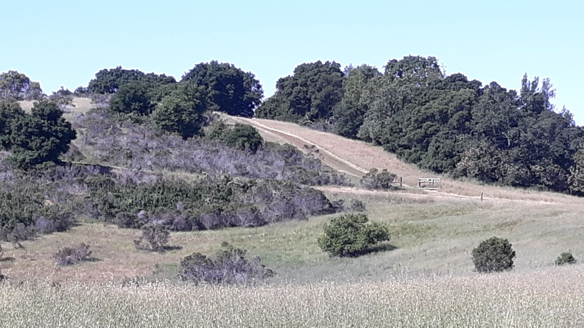 Dirt path winding up a grassy hillside with scattered trees on a clear day. - Meadowlark Trail to Woodland Star Trail via View Point Trail loop
