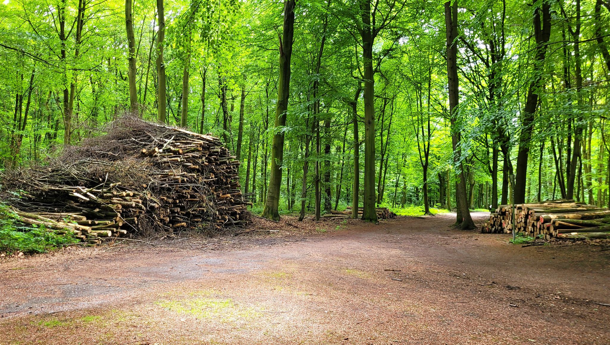 Westerholter Wald