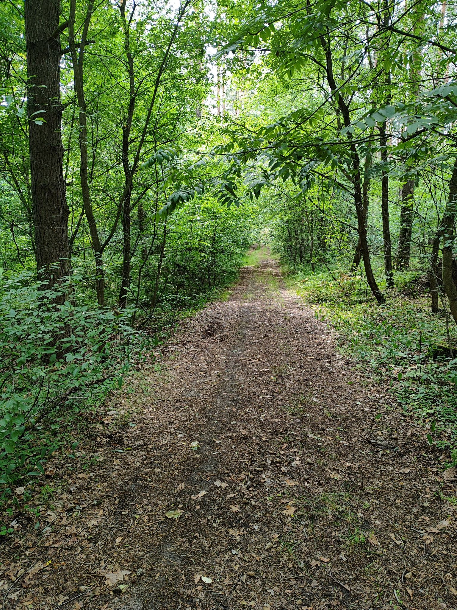 Ścieżka
