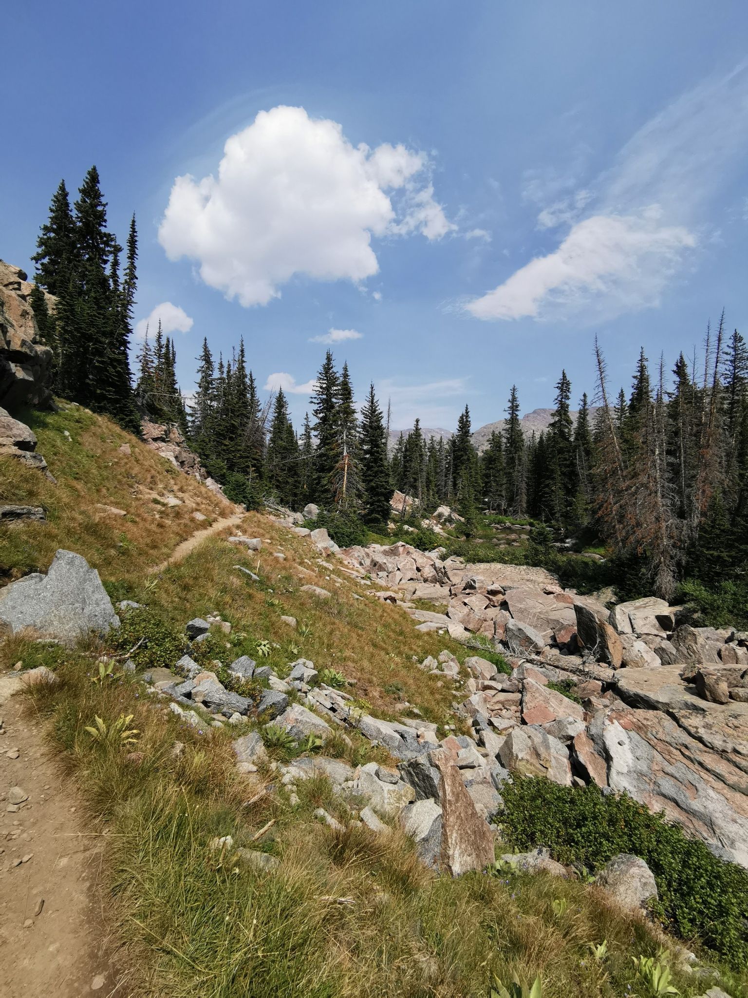 Rocky, grassy hillside with a narrow dirt trail and scattered pine trees. - Mistymoon Trail