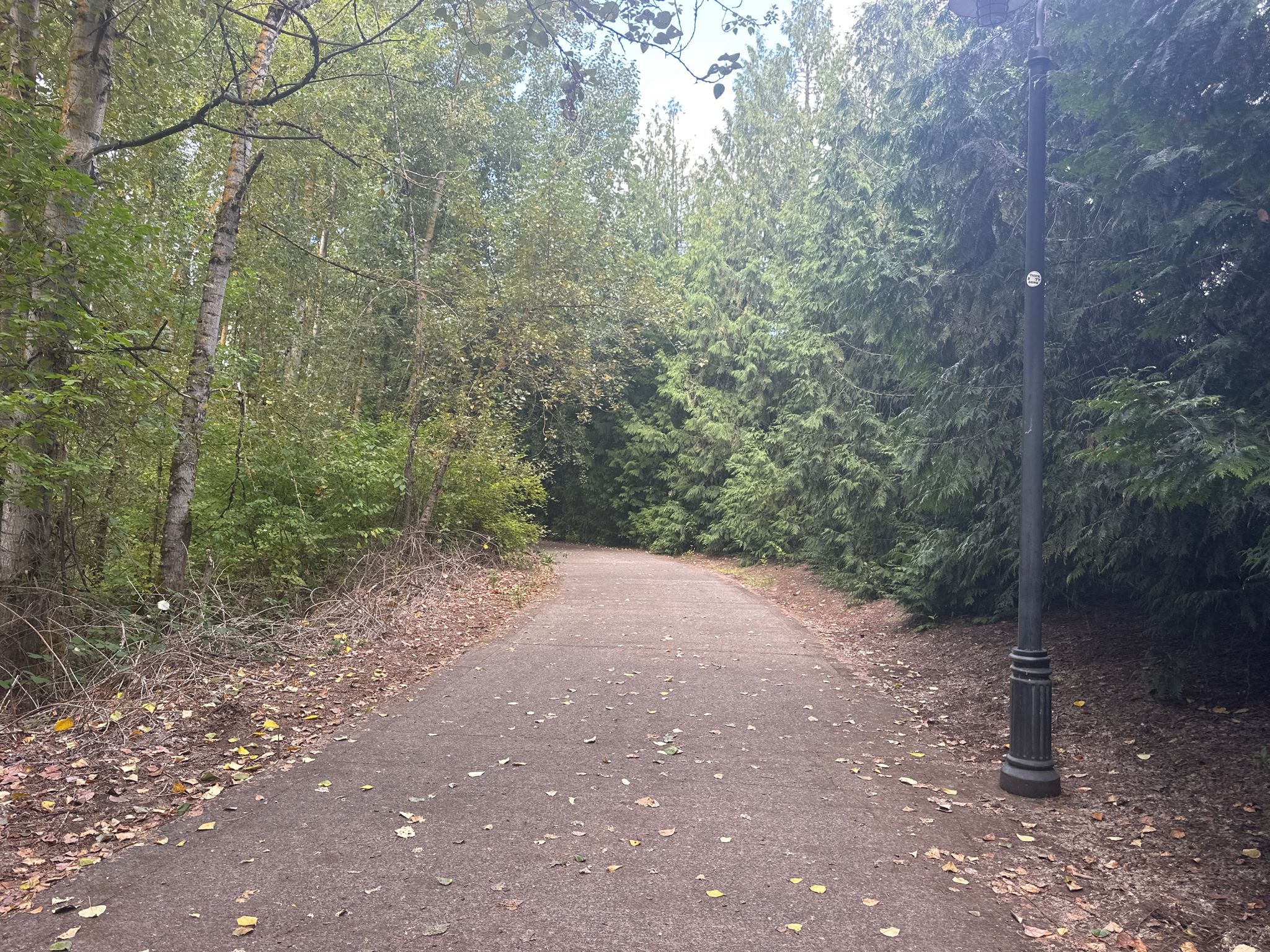Paved path through a dense forest with tall trees and a lamppost. - Columbia Riverfront Renaissance Trail