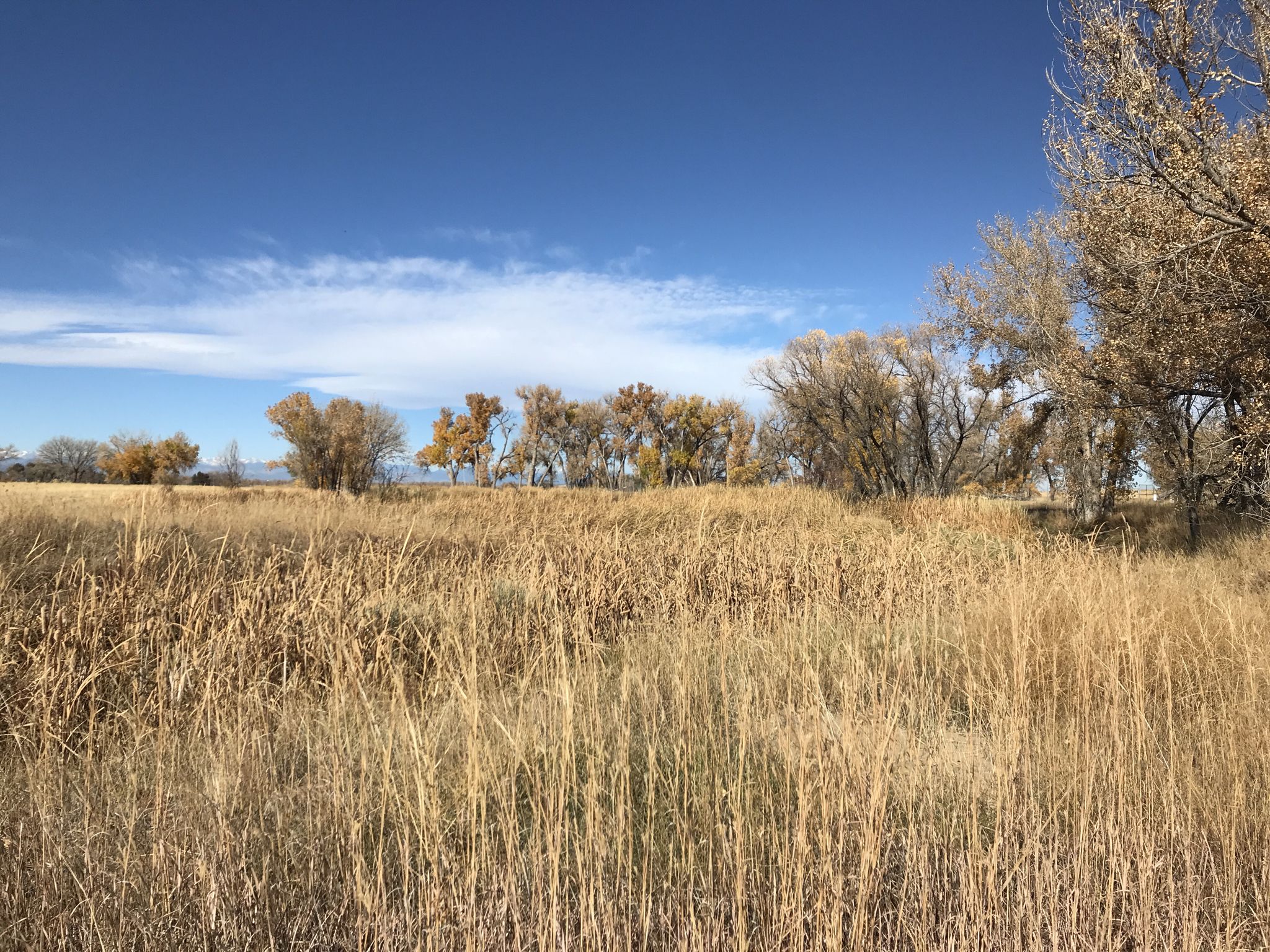 Bright daylight illuminates a field of tall dry grass with distant trees. - Rocky Mountain Arsenal National Wildlife Refuge Perimeter Trail