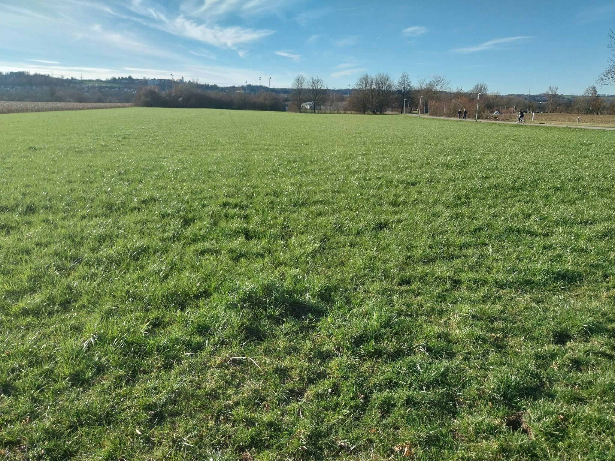 schaut mal das Gras an,es wächst im Februar🫣
