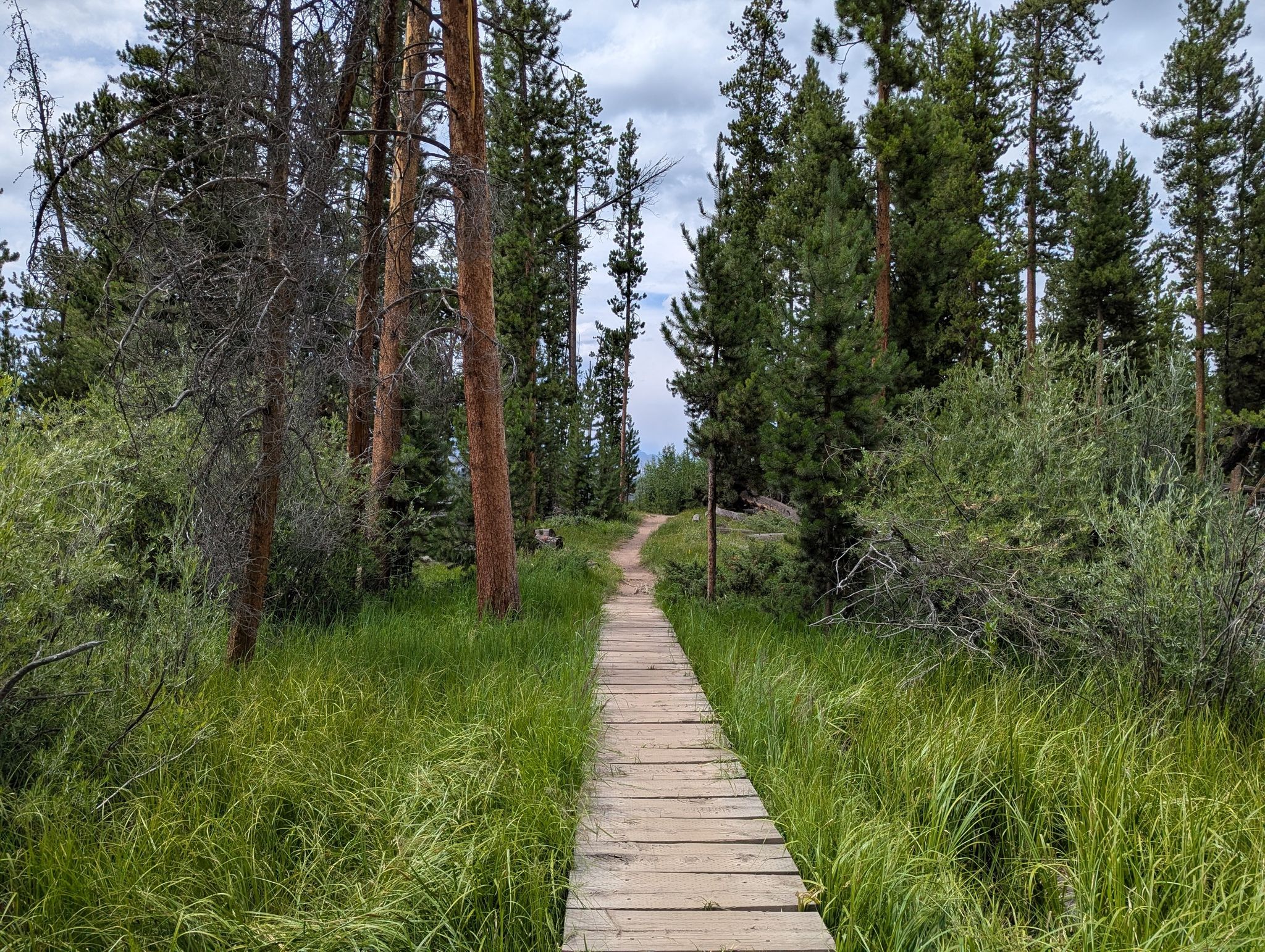A wooden boardwalk leads through tall green grass and a pine forest. - Shadow Mountain Lake – East Shore Trailhead loop from Shadow Mountain Dam
