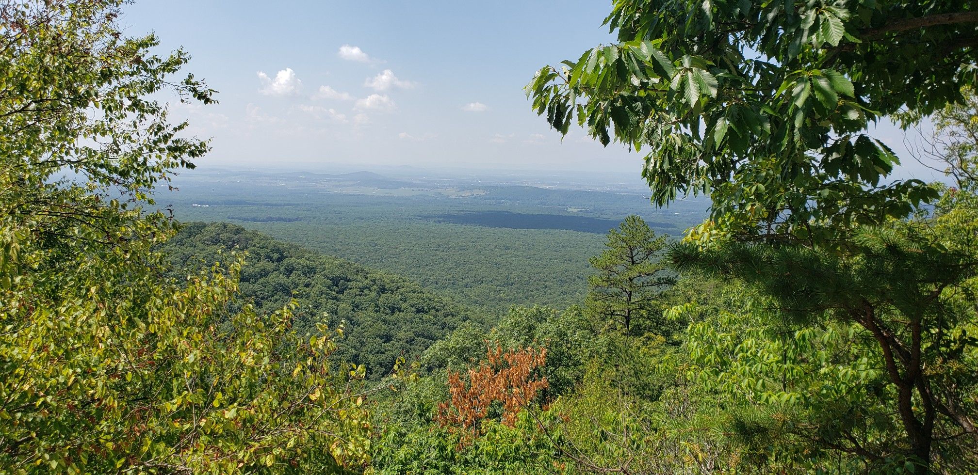 Panoramic view of a vast green forest under a bright sky. - Austin Mountain and Furnace Mountain Loop