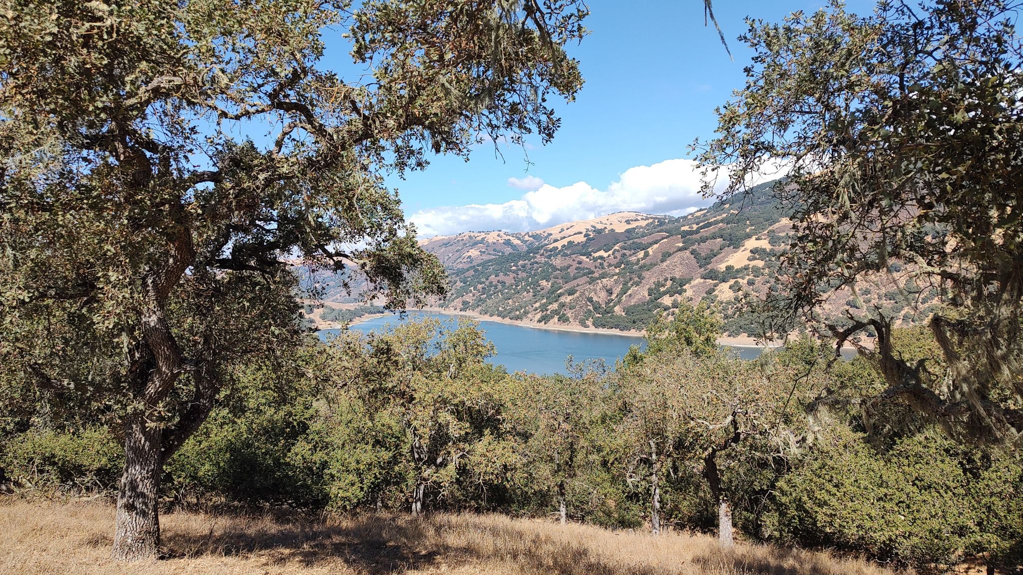 Sunny view of a lake nestled among hills, framed by green trees. - View of the Coyote Reservoir – Valley Oak Trail loop from Coyote Lake Entrance