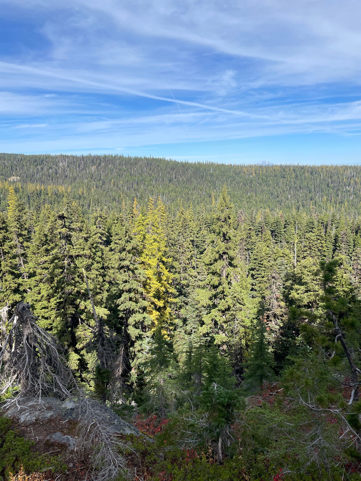 Expansive view of a dense evergreen forest under a bright blue sky. - Lookout Mountain via Divide Trail #458