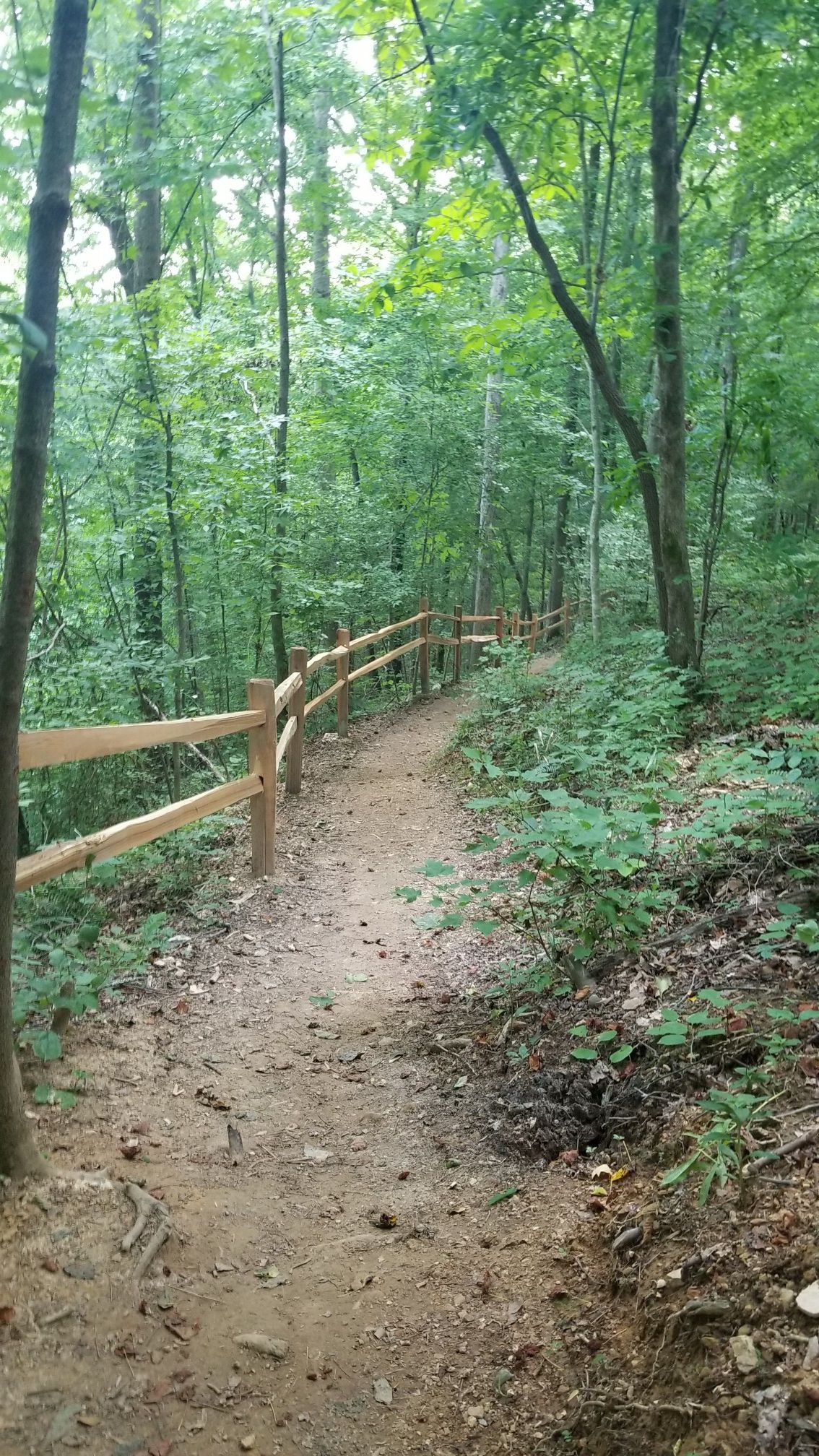 A winding dirt path with a wooden fence through a sunlit green forest. - Window Cliffs Trail