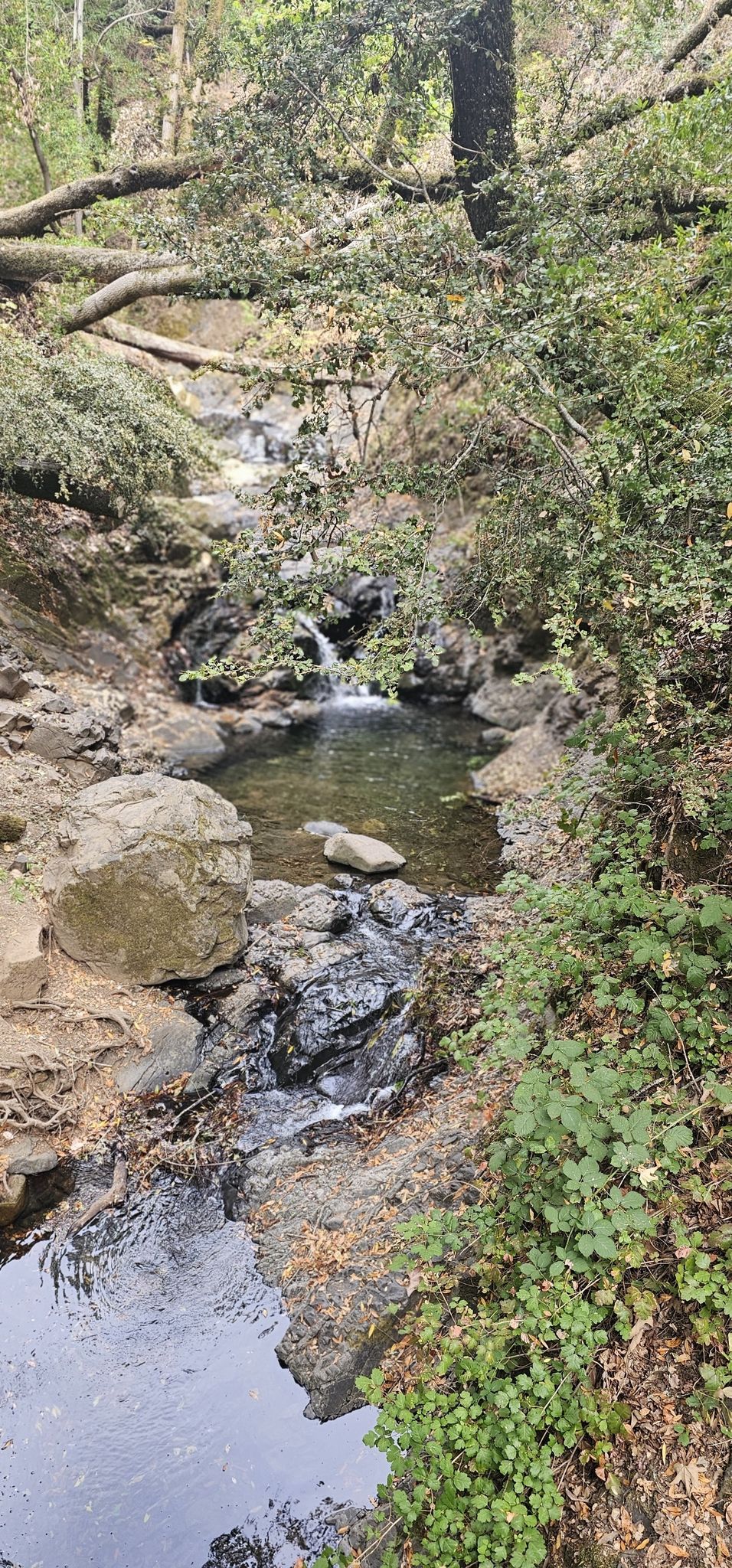 Stream flowing over rocks and small cascades through lush greenery. - Granuja Falls – Black Rock Falls loop from Uvas Canyon County Park