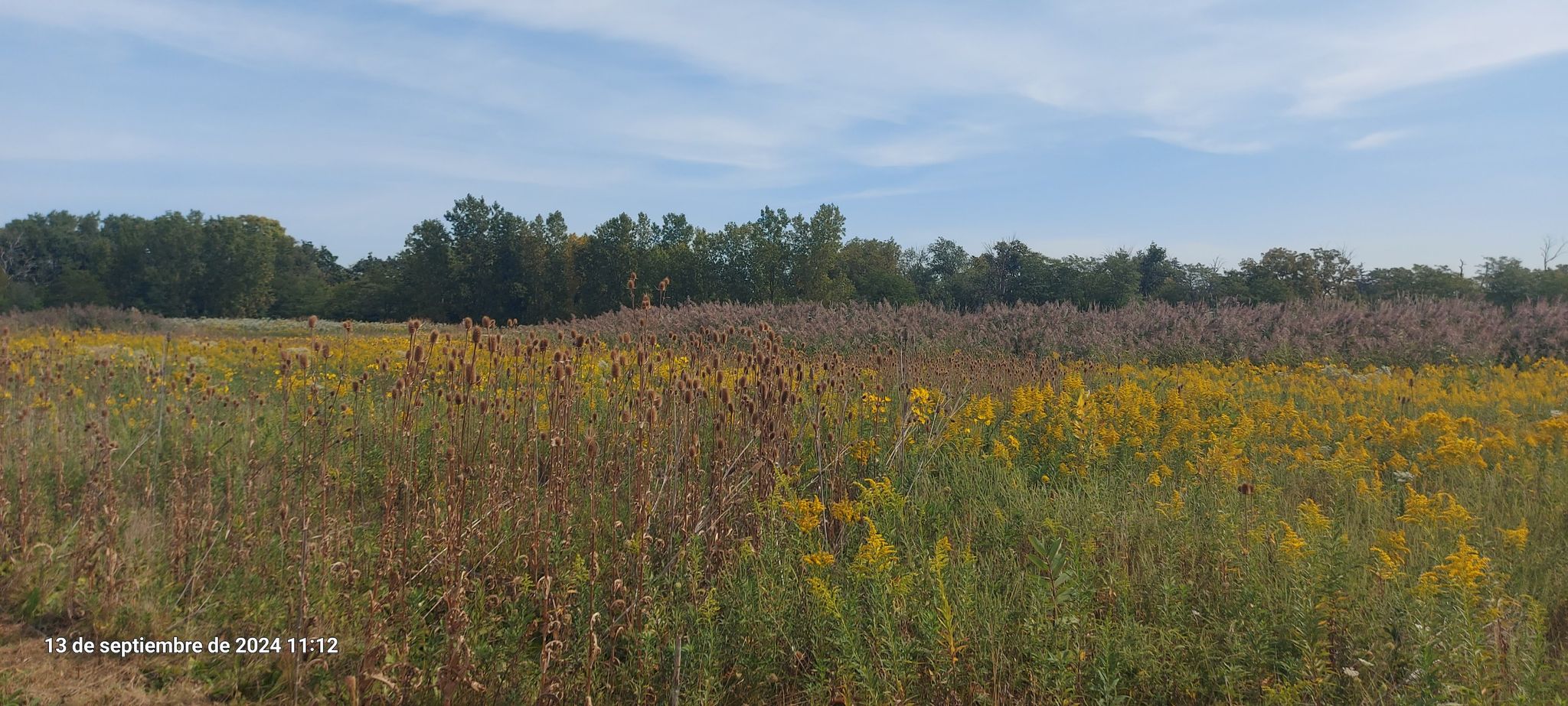 A vast field of yellow and purple wildflowers under a bright blue sky. - Running loop from North Riverside