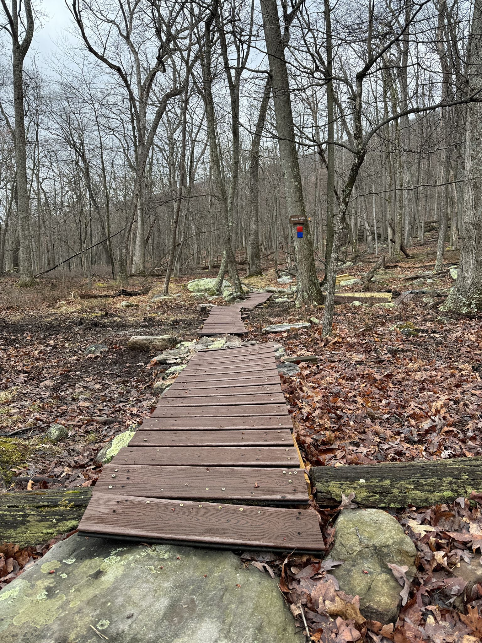 Wooden boardwalk path winding through a bare winter forest. - Ziler Loop Trail