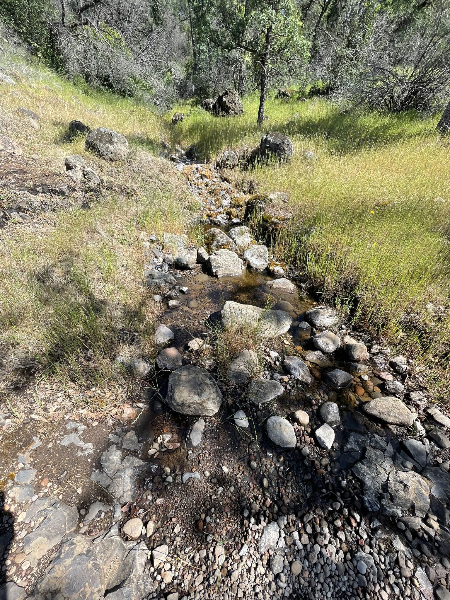Small rocky stream flowing through green grass and scattered rocks in sunlight. - Chico Canyon Road and Old Homestead