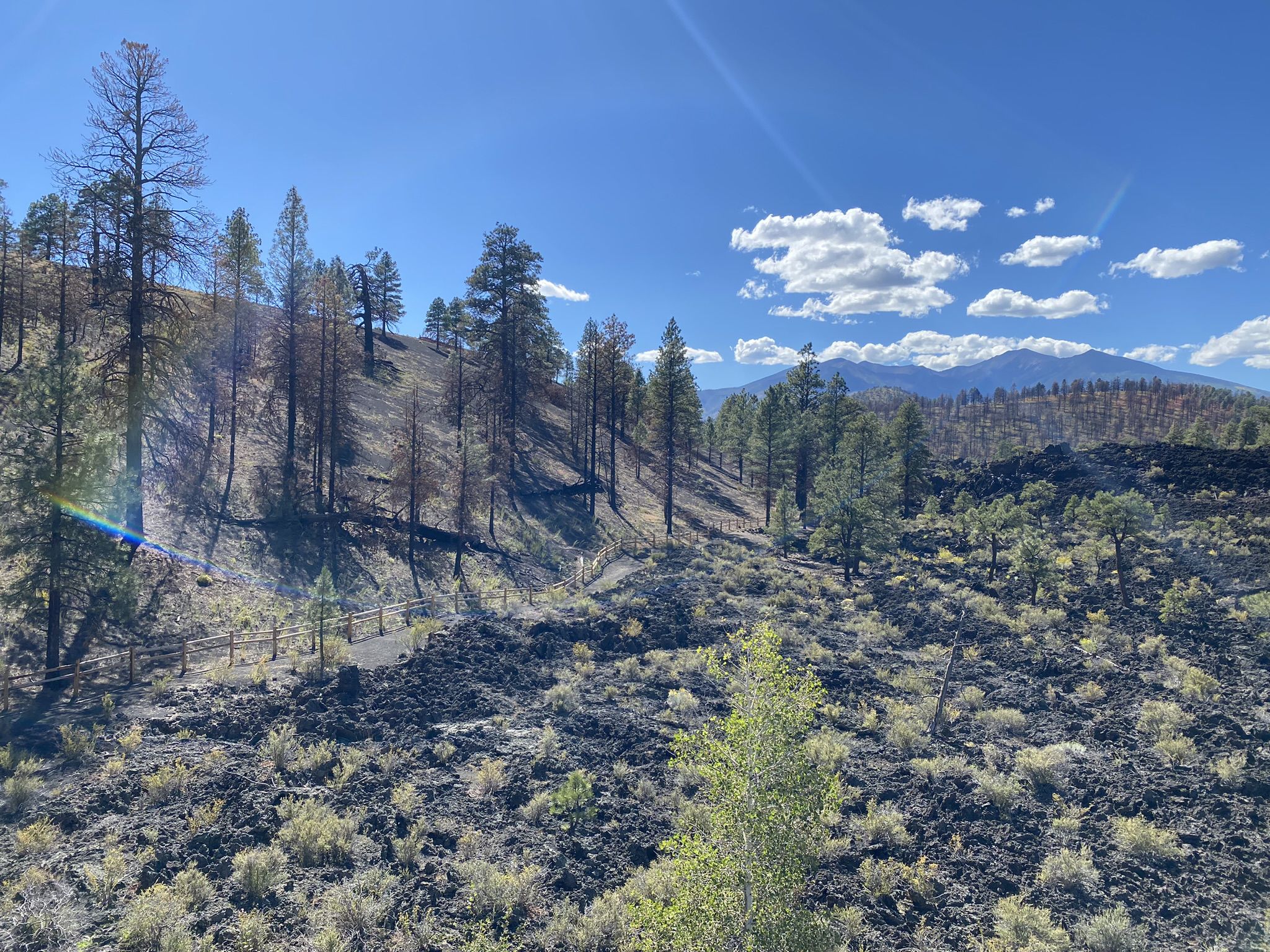 Burnt trees, dark ground, green shrubs, and distant mountains under blue sky. - Lenox Crater and Lava Flow Trail Loop