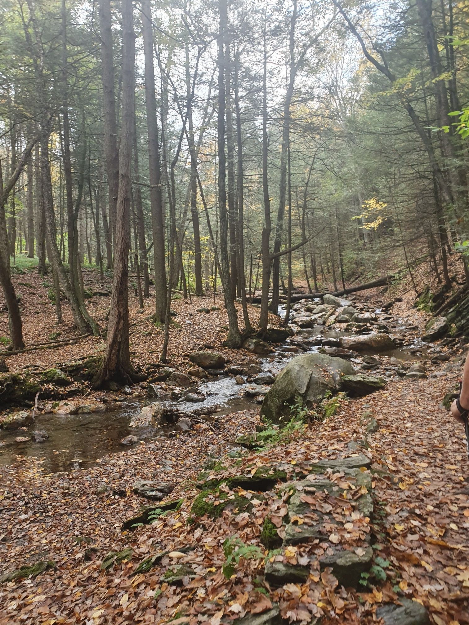 Stream with rocks flowing through a dense autumn forest, leaves on ground. - Cascades Trail