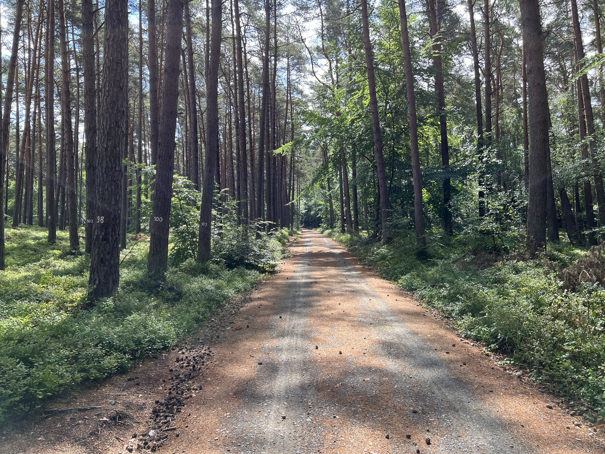Radweg im Darßwald