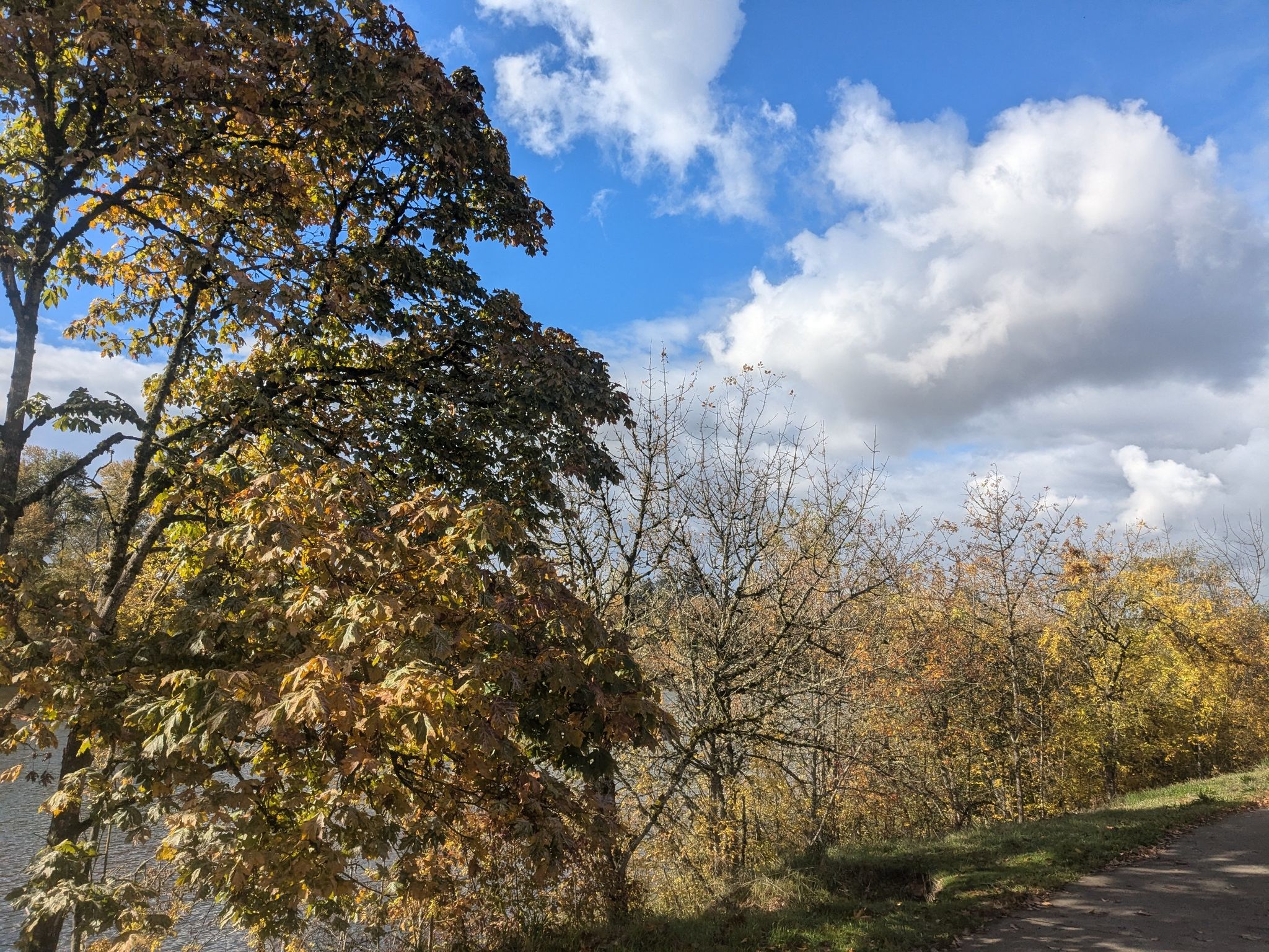 Autumn trees with yellow leaves beside a dirt path under a cloudy blue sky. - McKenzie 3 River loop from Amtrak Station