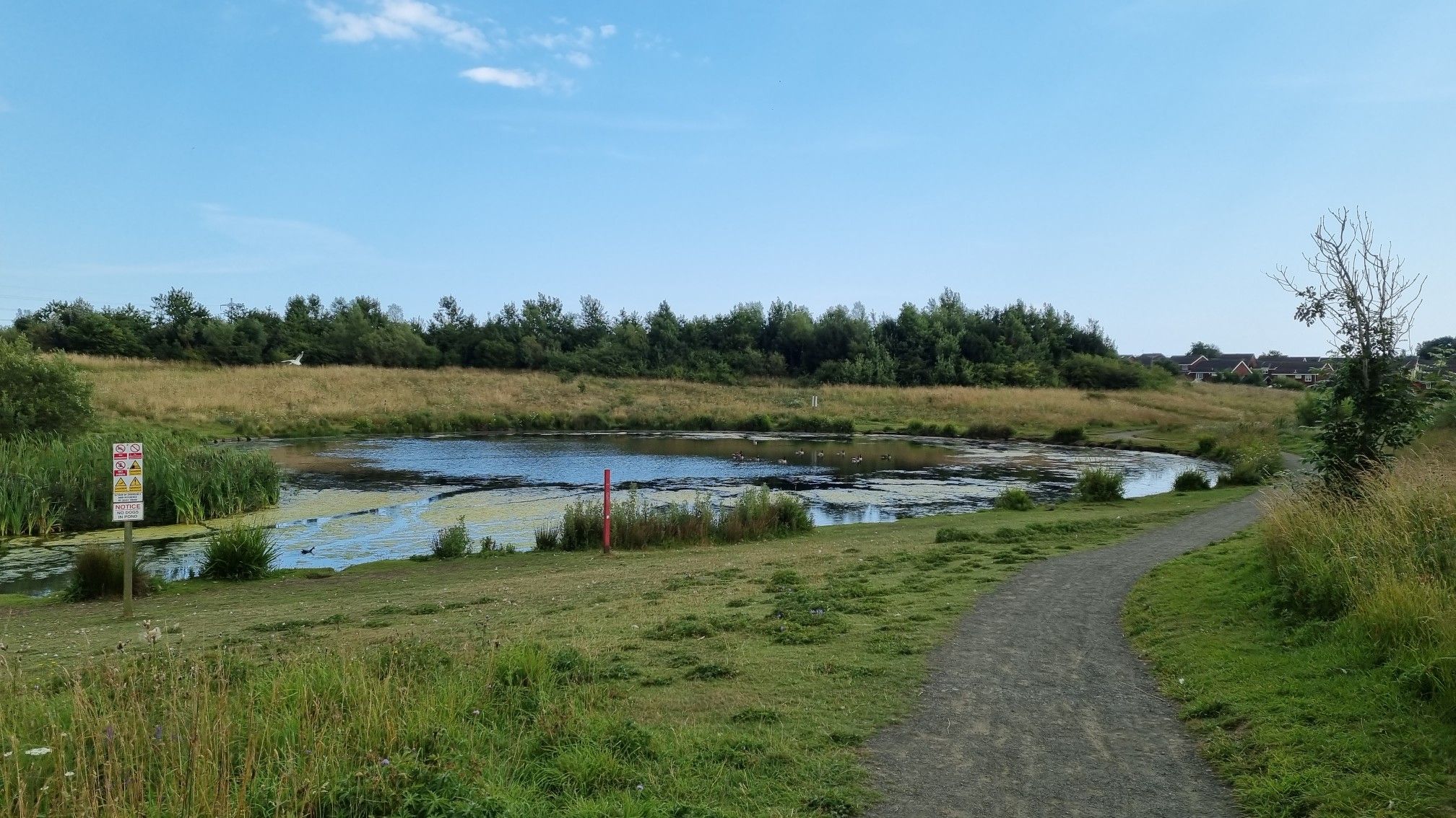 pond