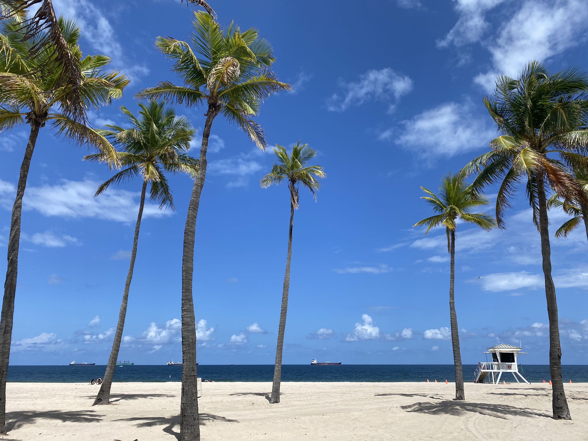 Palm trees on a sandy beach with ocean and lifeguard stand under blue sky. - Las Olas Beach loop from Sea Level