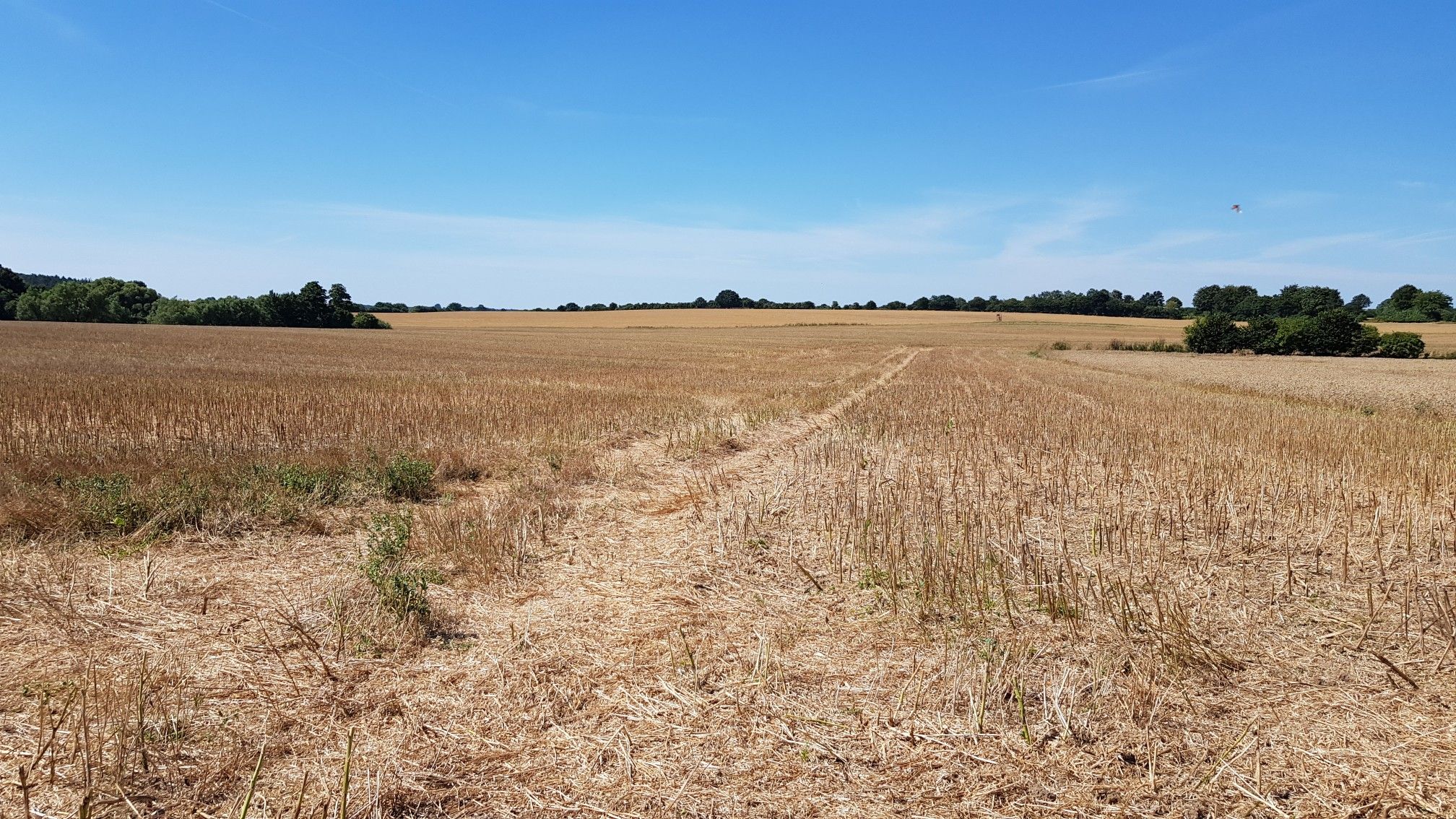 Erntezeit / Sommer