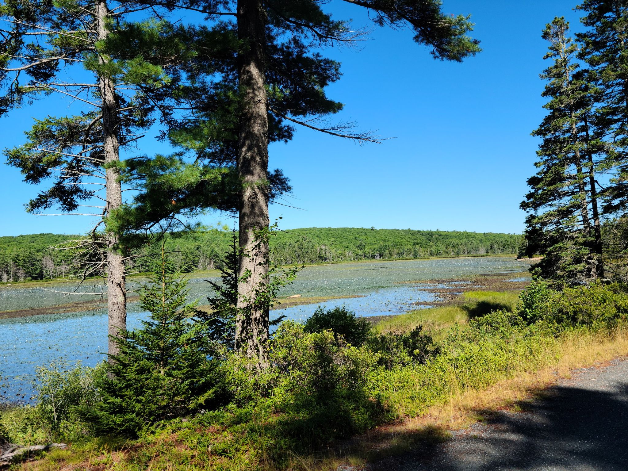Lake covered in lily pads, framed by tall pine trees, bright day. - Duck Brook Falls – Eagle Lake loop from Bar Harbor