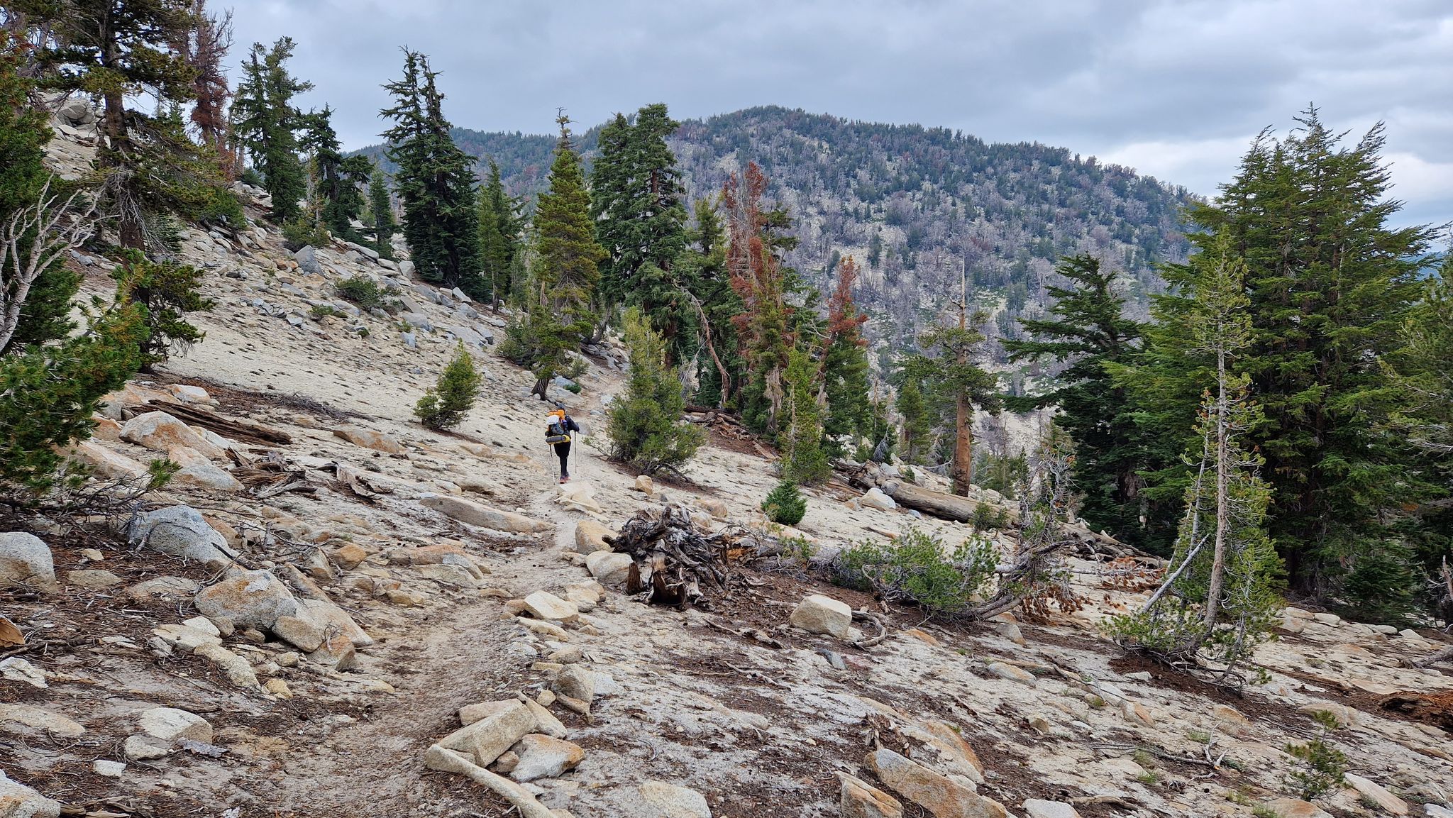 A person hikes uphill on a rocky trail through sparse pine trees. - Relay Peak Loop
