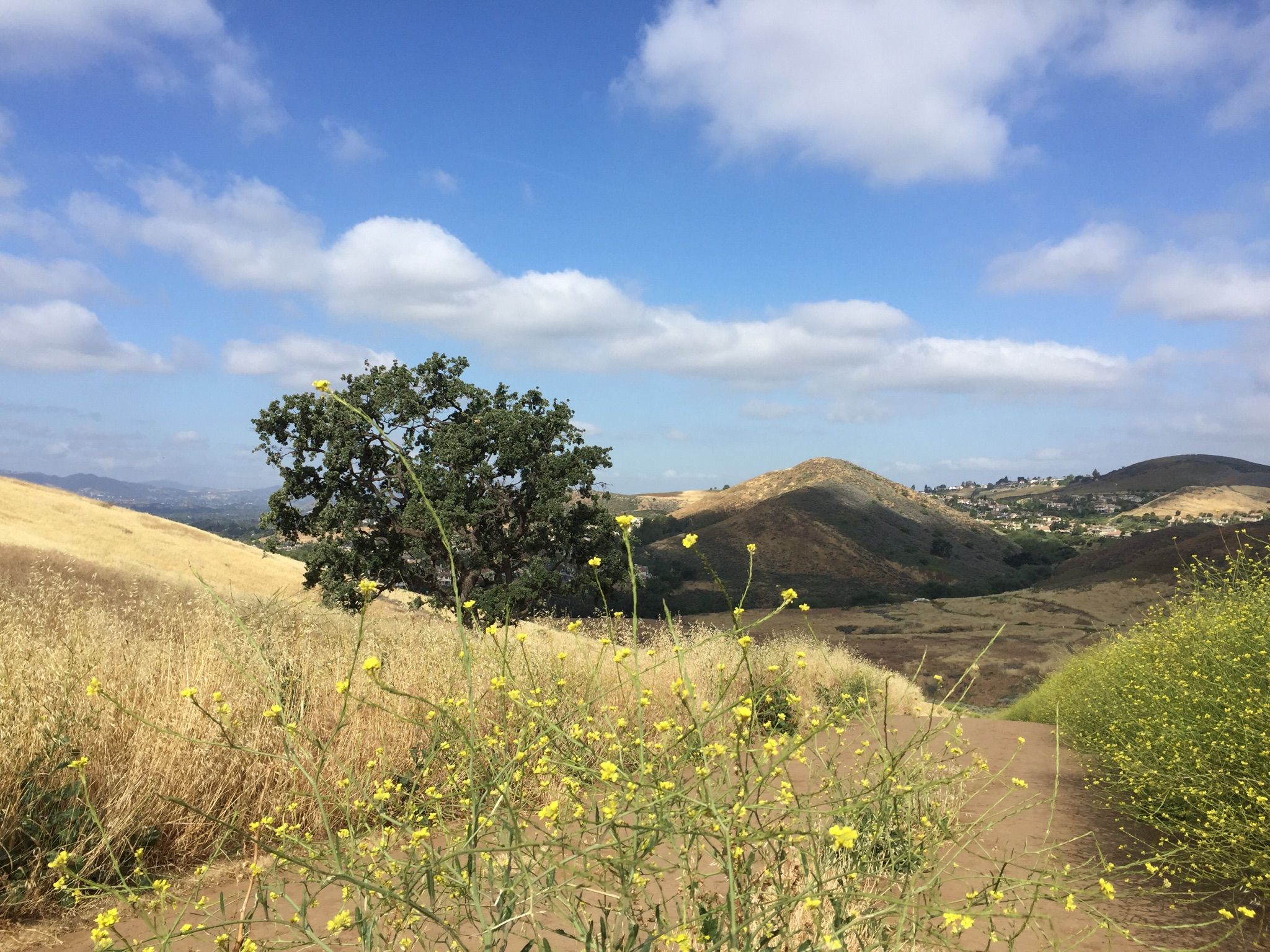 Sunny hillside with yellow flowers, a tree, and distant hills. - Autumn Ridge and Meadow Vista Loop
