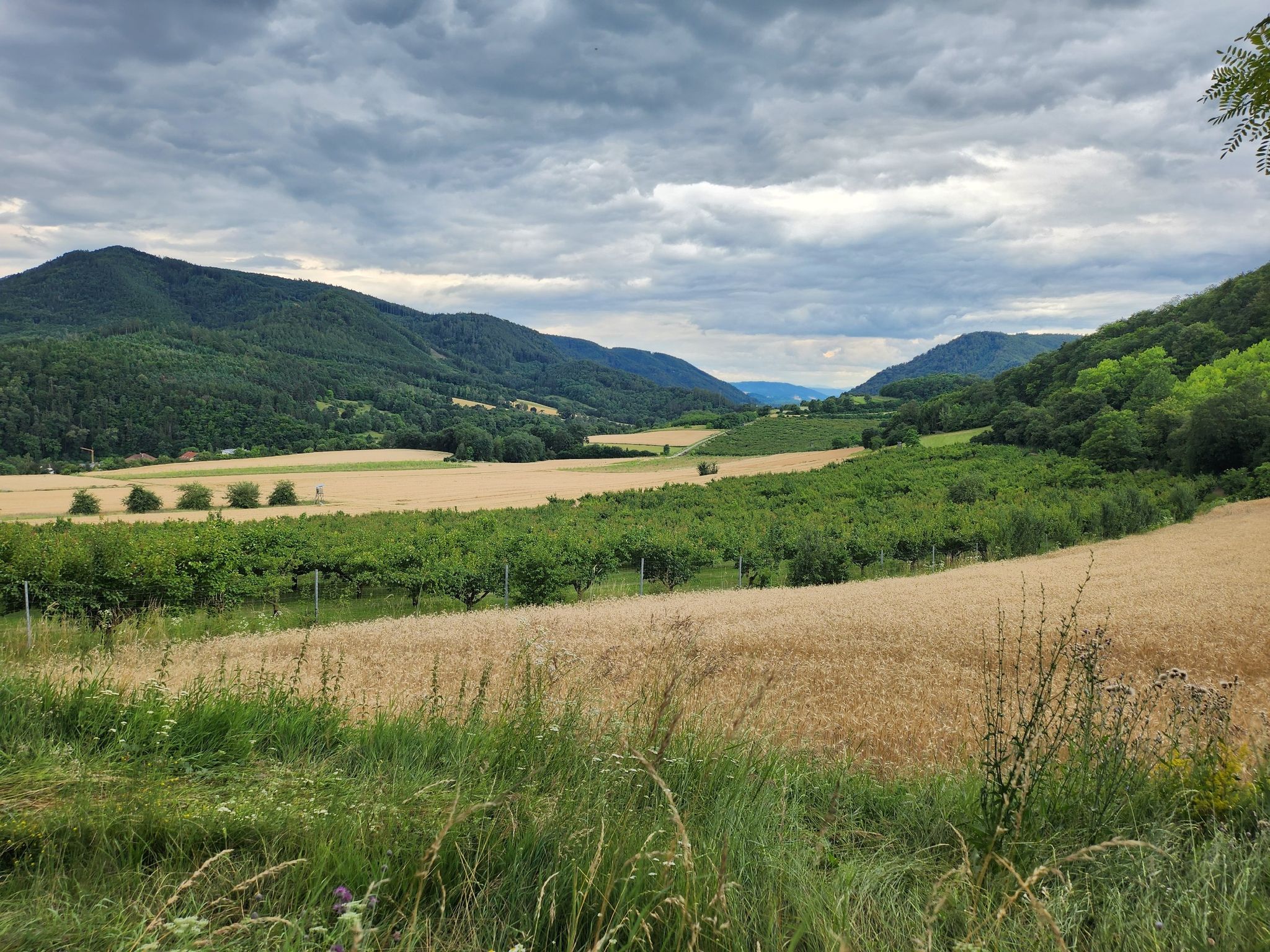 Herrlicher Blick , rundherum Marillen