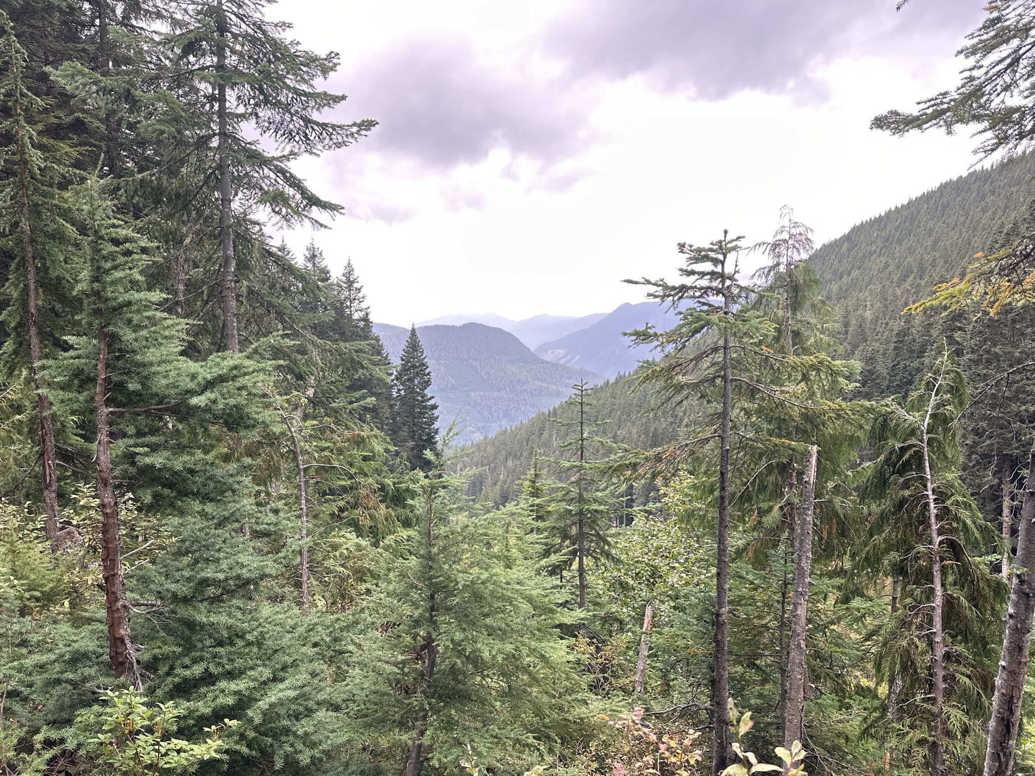 Dense evergreen forest fills a mountain valley under an overcast sky. - Hidden Lake Lookout Trail