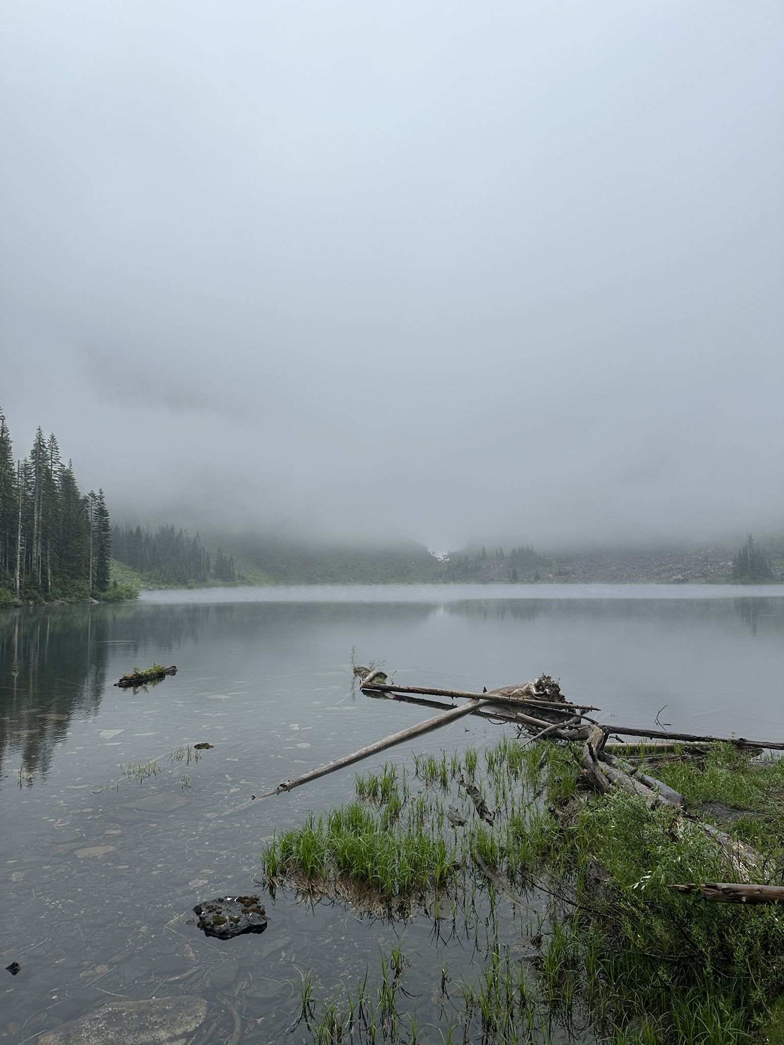 Misty lake with floating logs and grass along the forested shore. - Lake Twenty Two Trail