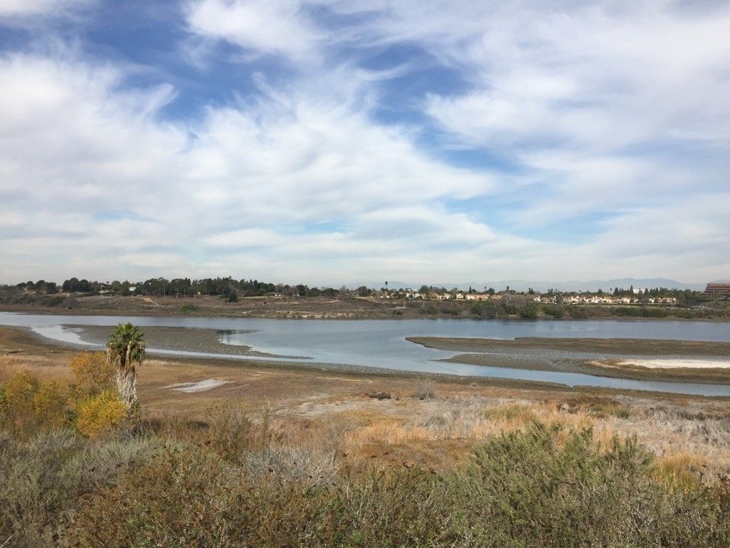 Wide wetland landscape with water, marsh, and a palm tree under a cloudy sky. - Back Bay Loop Trail
