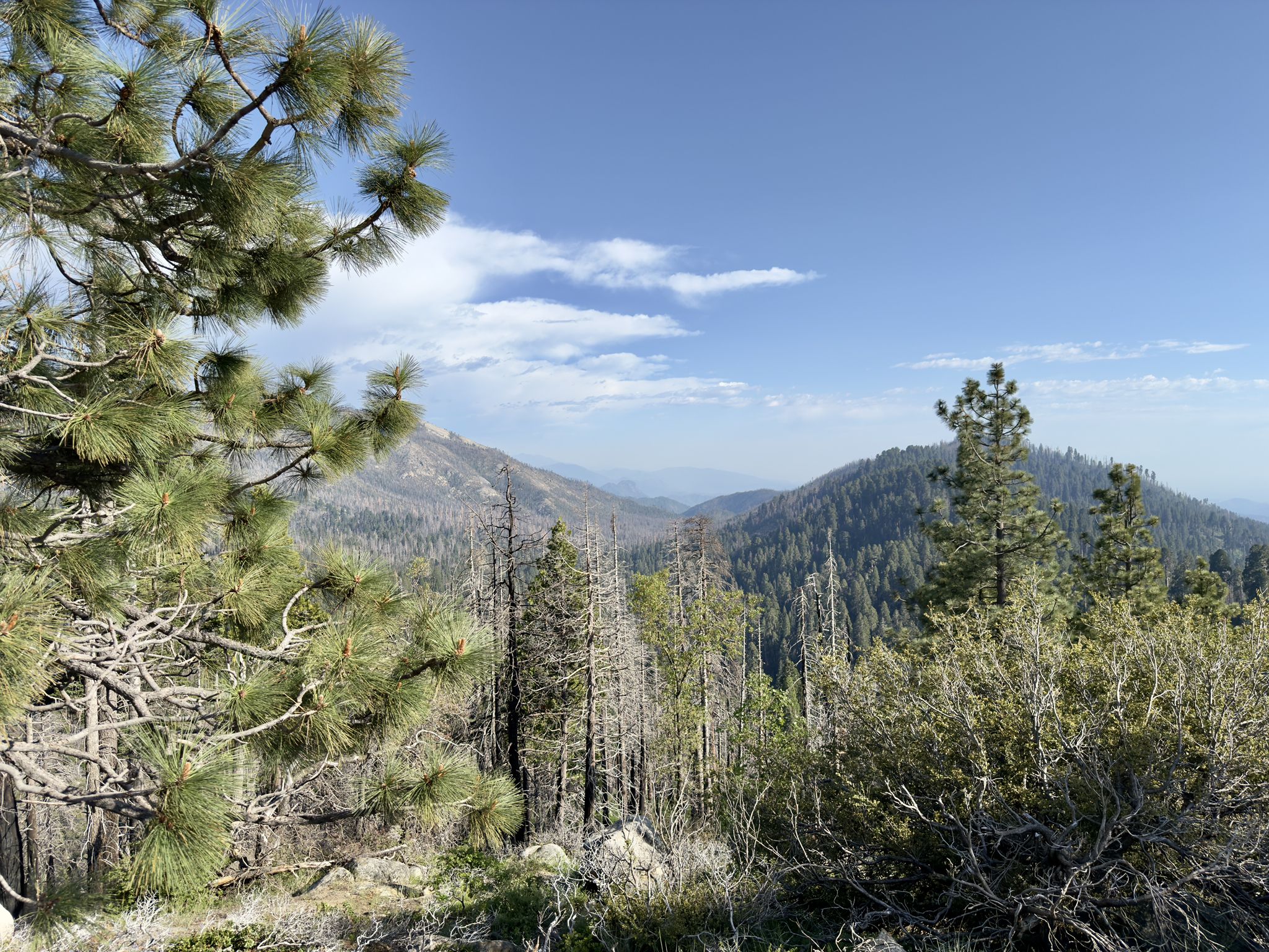 Sunny mountain landscape with green and dead pine trees under a blue sky. - Big Stump to Kings Canyon Overlook via General's Highway