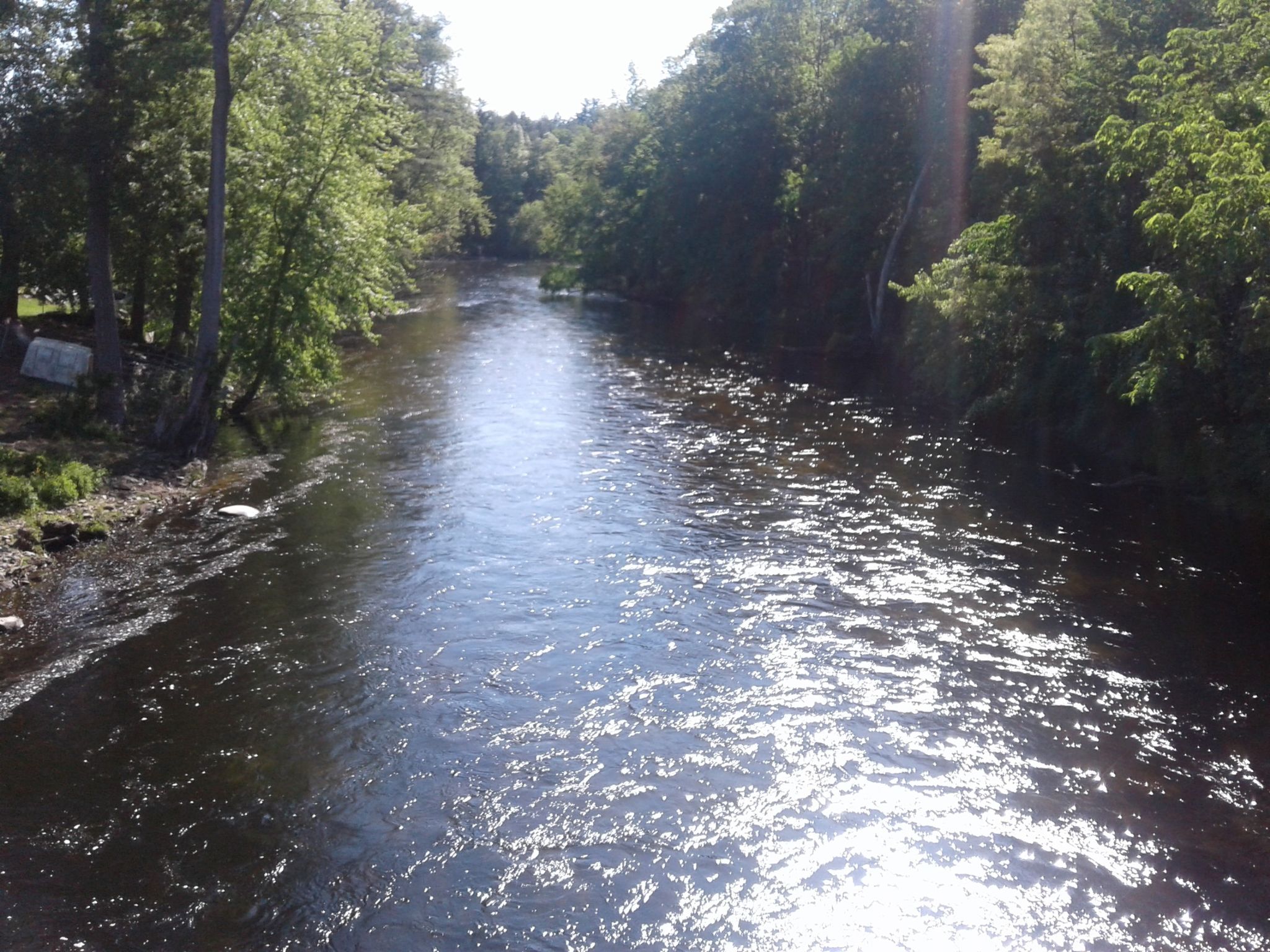 A sunlit river flows through a dense green forest on a bright day. - Pepperell Covered Bridge – June's Wood loop from Groton