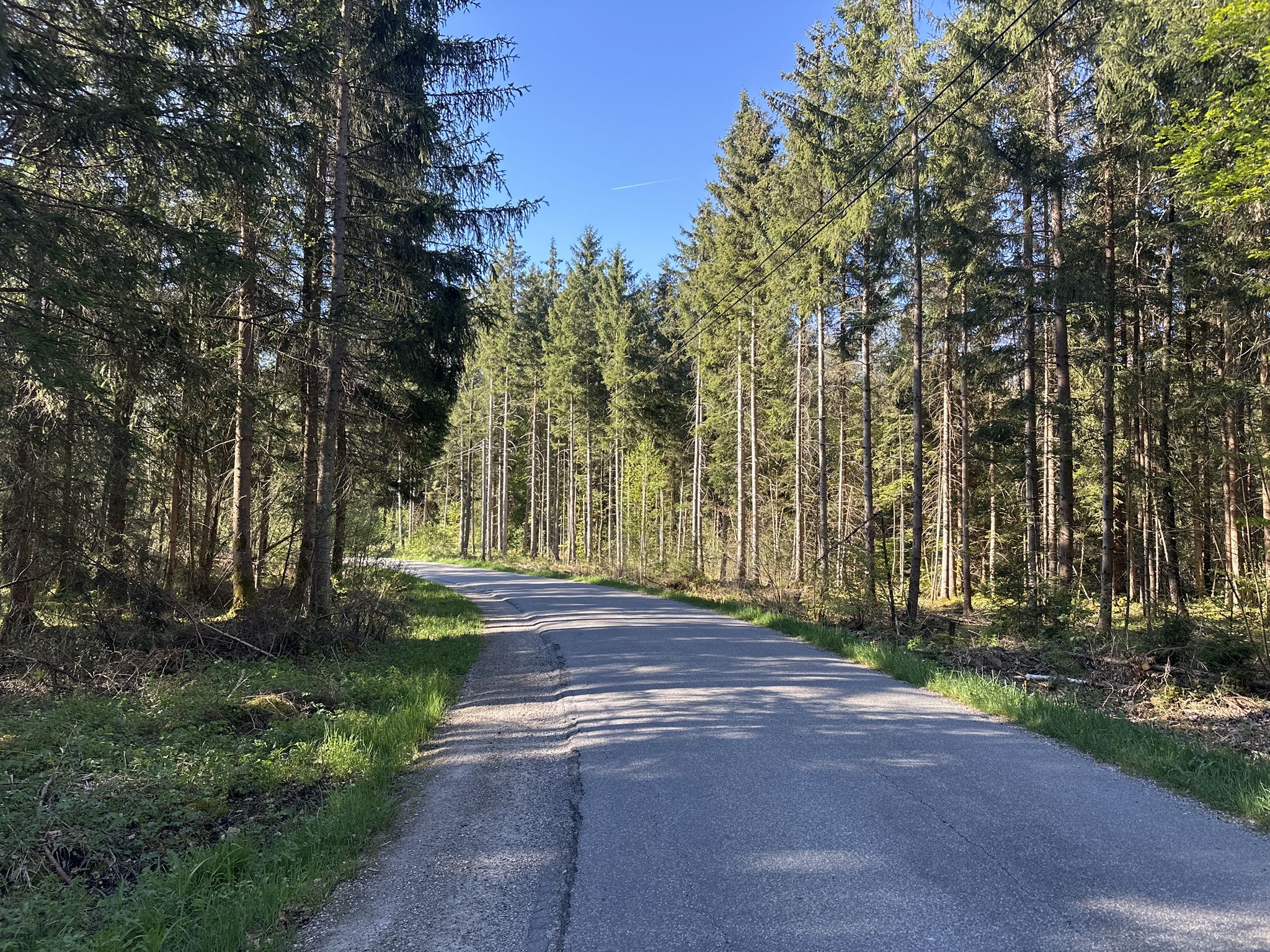 die Strecke durch den Wald wenig befahren